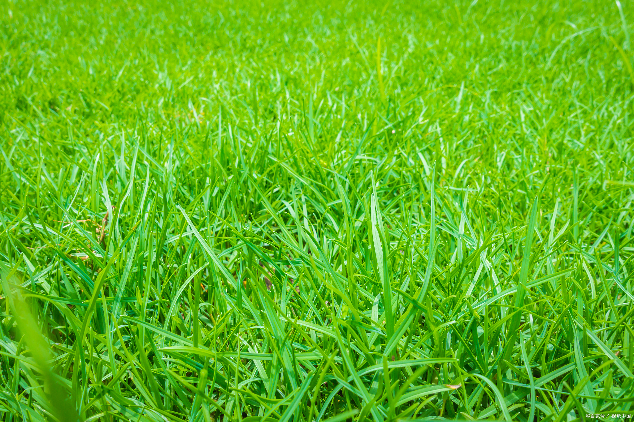 偶遇一片疯长的草坪 眼前一亮 绿油油的一大片 随风飘舞 非常的赏心