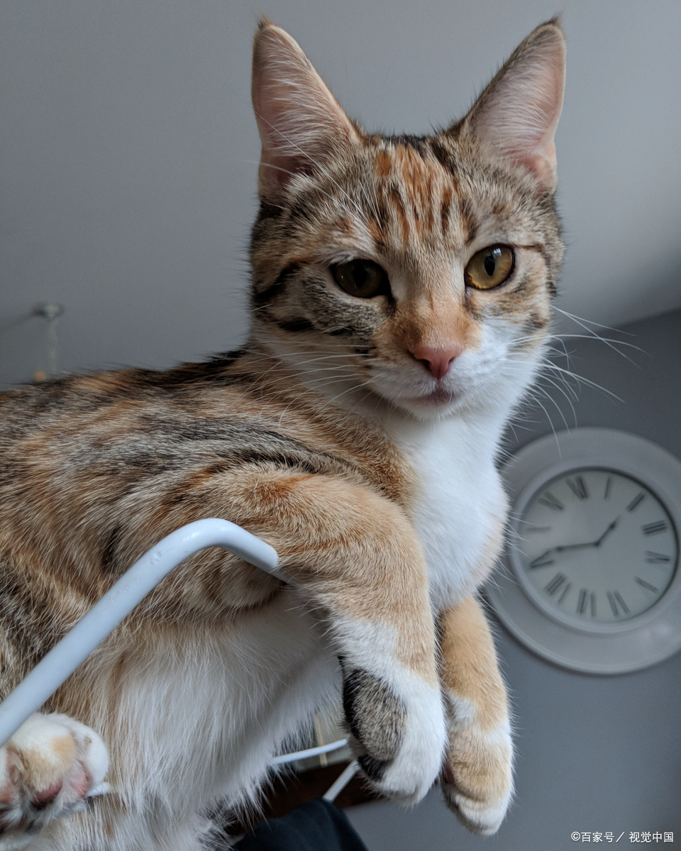 家猫为啥不建议打猫三联