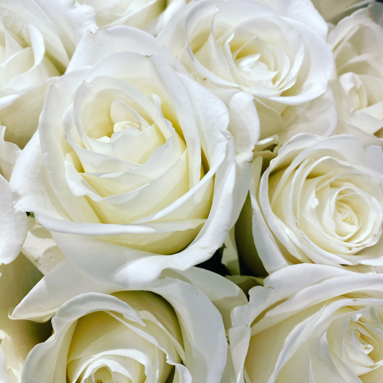 白玫瑰花语,我足以与你相配,你是唯一与我相配的人.