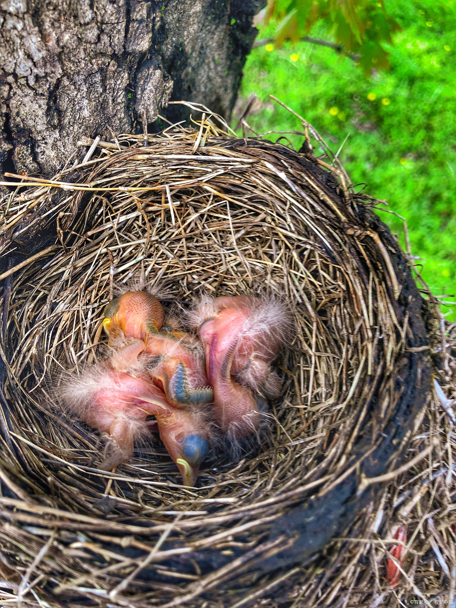 鸠占鹊巢:人也一样,从古至今都有天生的坏种