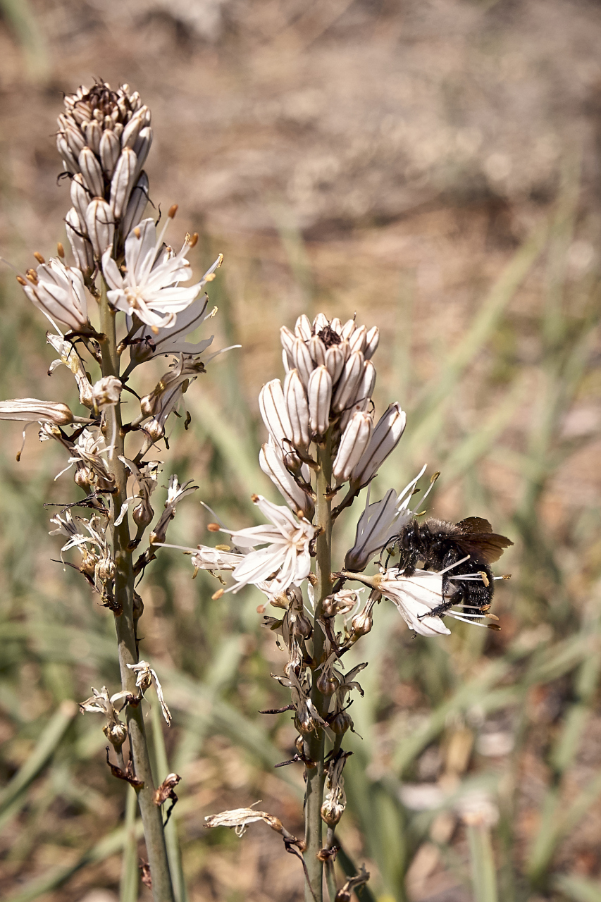 中医重用"瞿麦"治疗多囊肾(阳虚水饮内停型),水肿(小便不利),肾积水