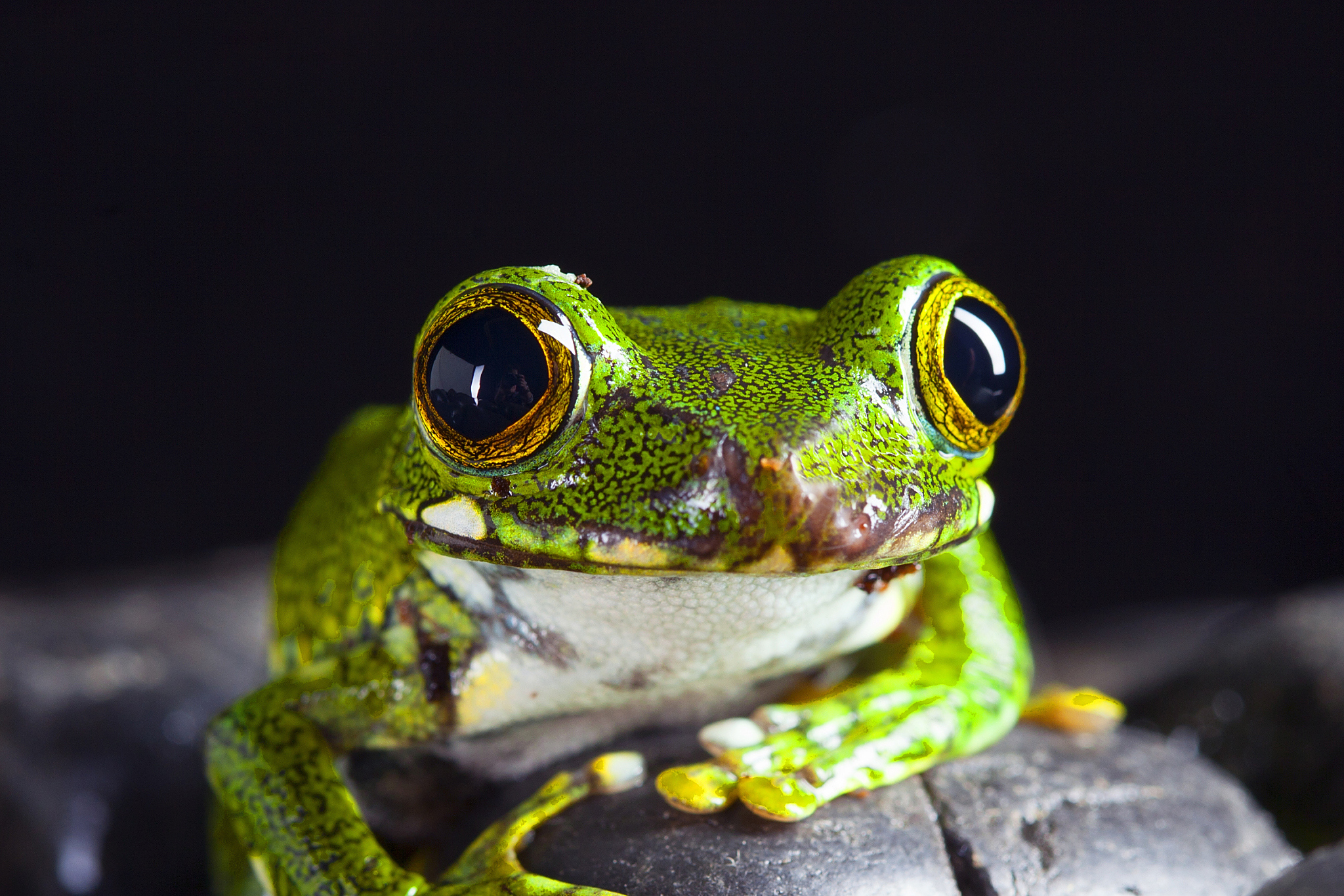 虽然有些青蛙可能会捕食蜘蛛,但这并不是其主要食物来源.