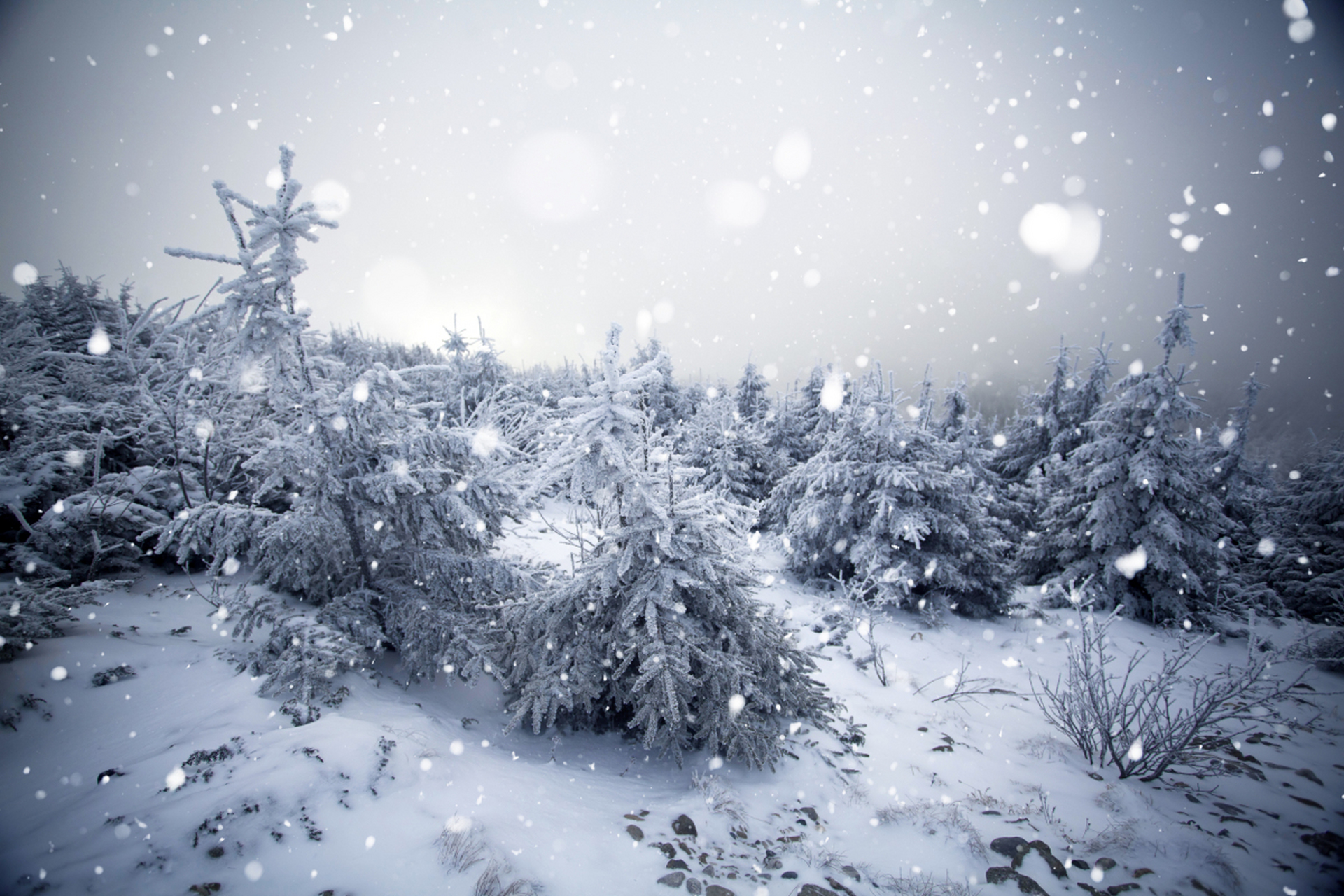 北方冬日两大美景揭秘,吉林雾凇如诗如画,雪花飘落如梦似幻错过可惜!