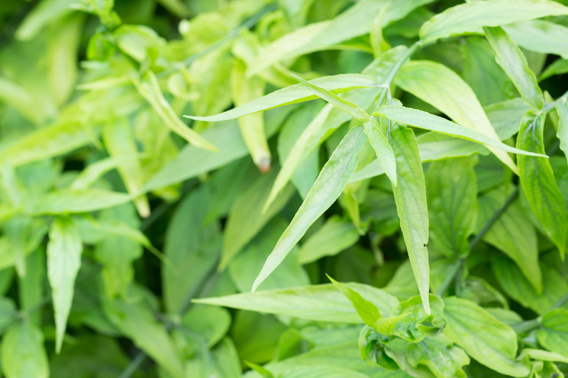 中药淡竹叶治疗小便短赤,膀胱湿热,尿痛尿血有良效【仅供参考】