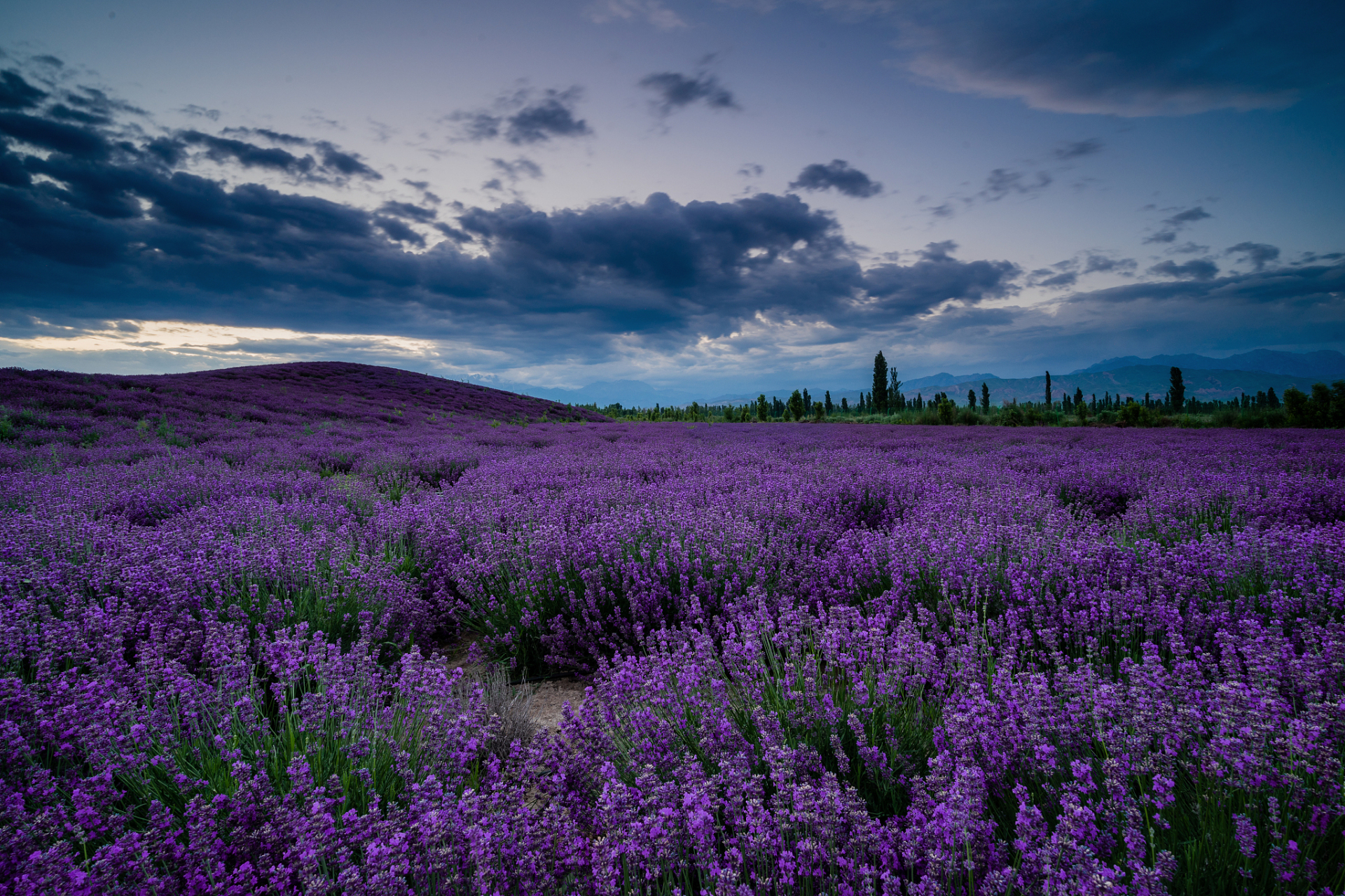 亲爱的朋友们,欢迎来到我们的"解忧公主薰衣草园"!