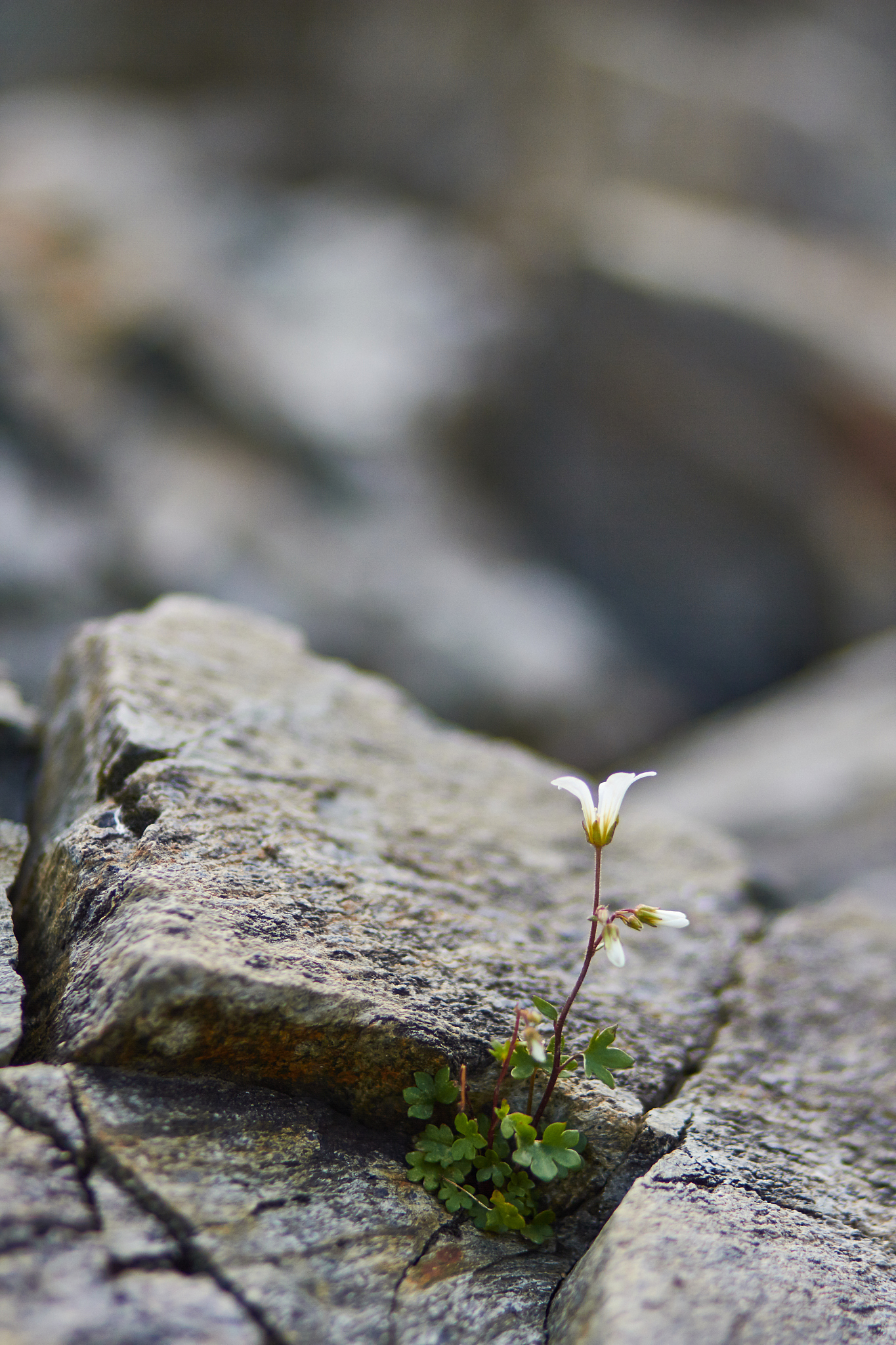 年龄渐长,方知生活最好的模样,并非是博得他人的喜