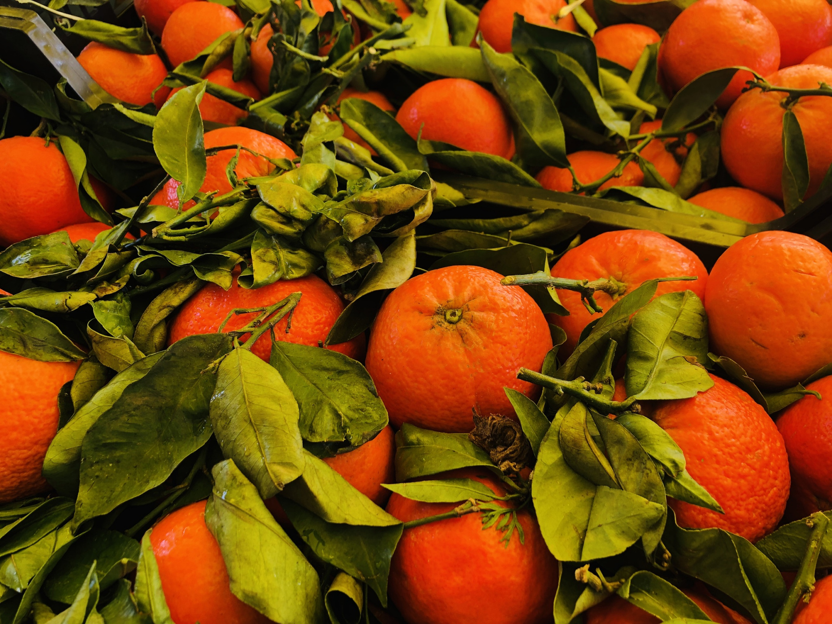 在三峡库区,有一种被誉为"古红桔"的珍稀水果,它就是万州古红桔,也被