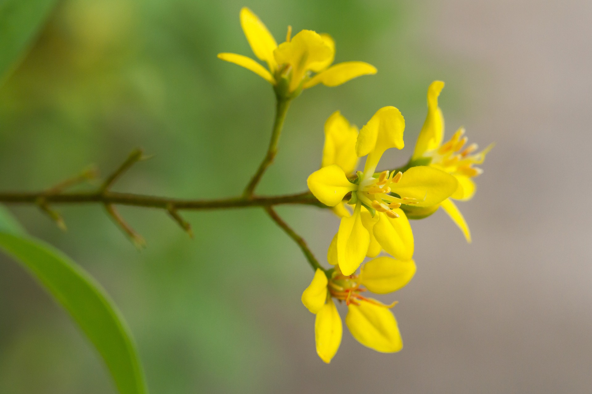 11566 在南方地区,如福建,广东等地,迎春花通常在春节前后开花
