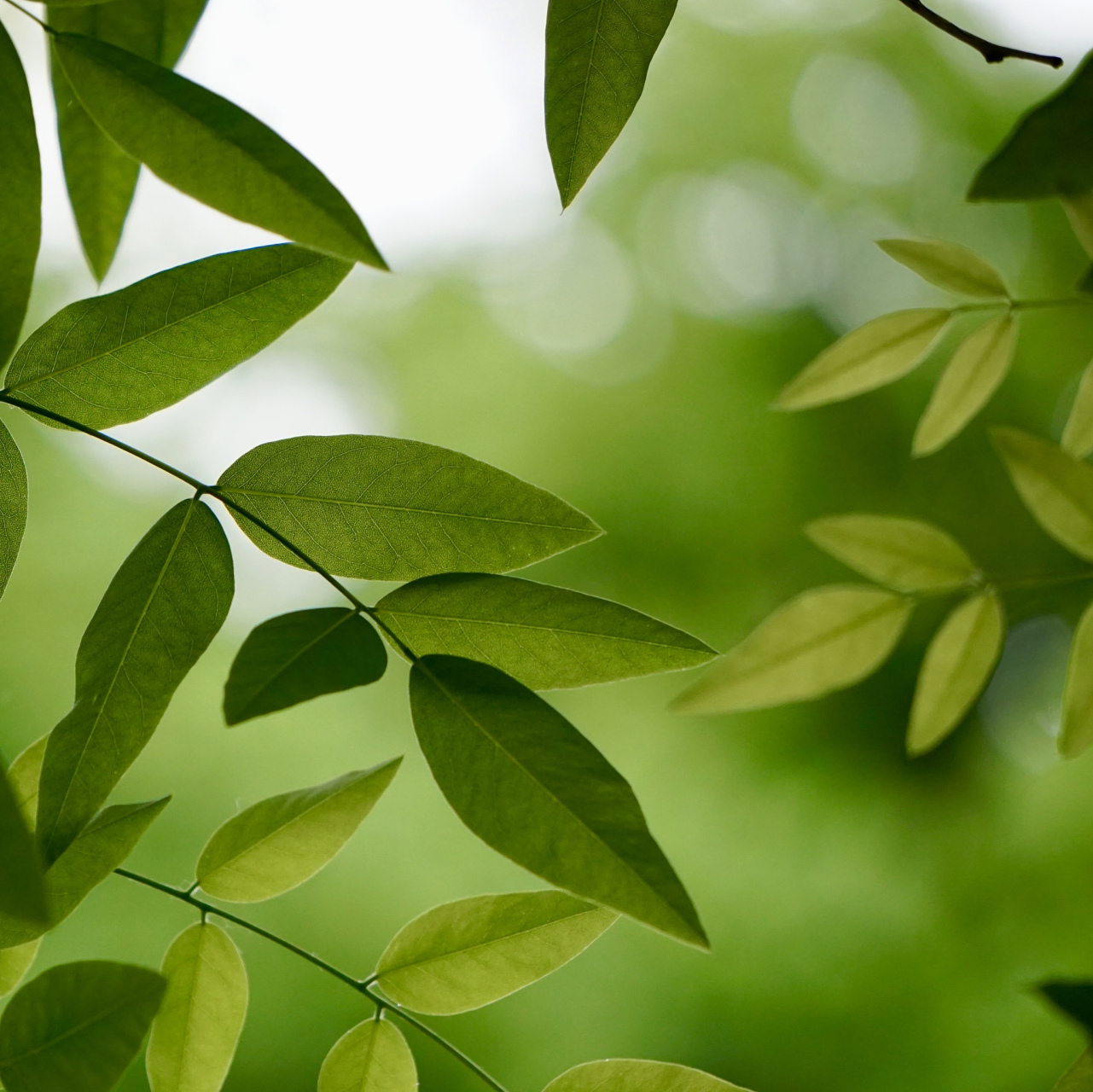 翠绿的树叶不停摇曳 青山依旧耸立不倒 大地孕育着万物生灵 岁月悄然