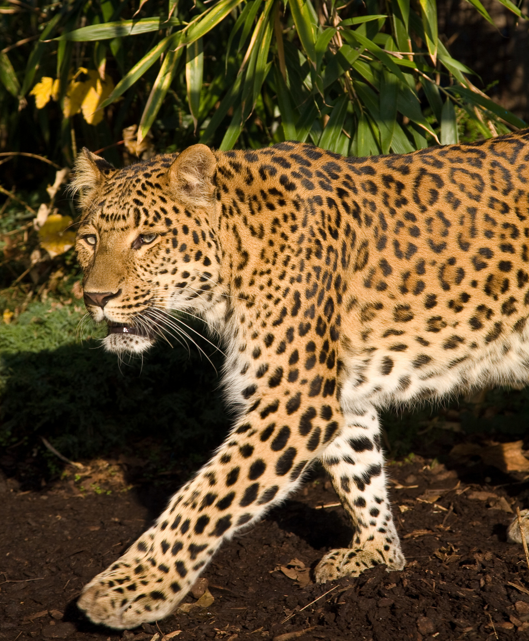 美洲虎,美洲顶级掠食者,湿地霸主!