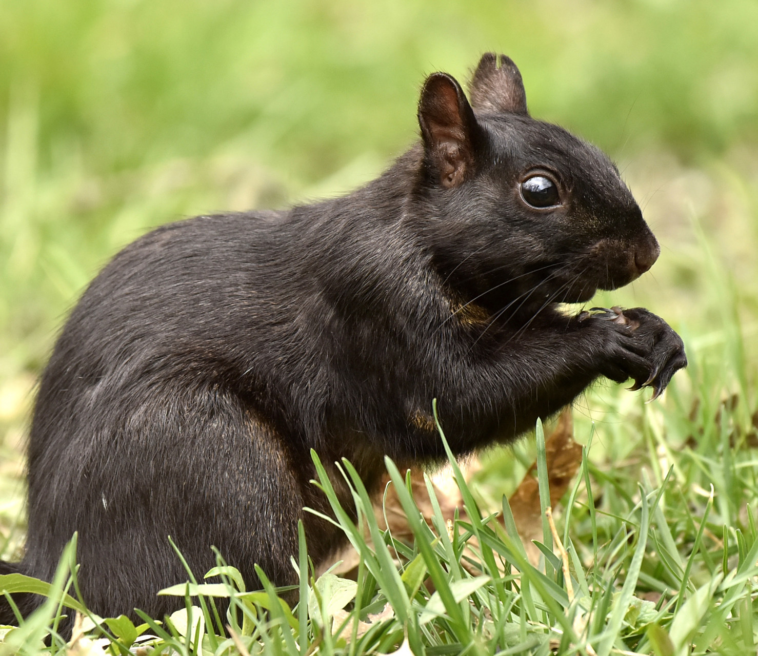 记录大自然的动物世界,是一项既有挑战性又有意义的工作.