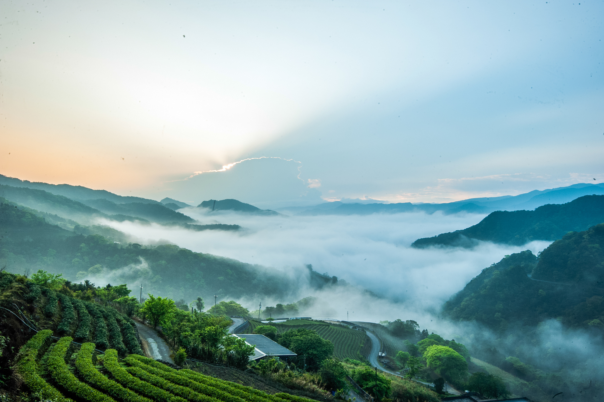 遵义娄山关的云海采茶,仙境超治愈!