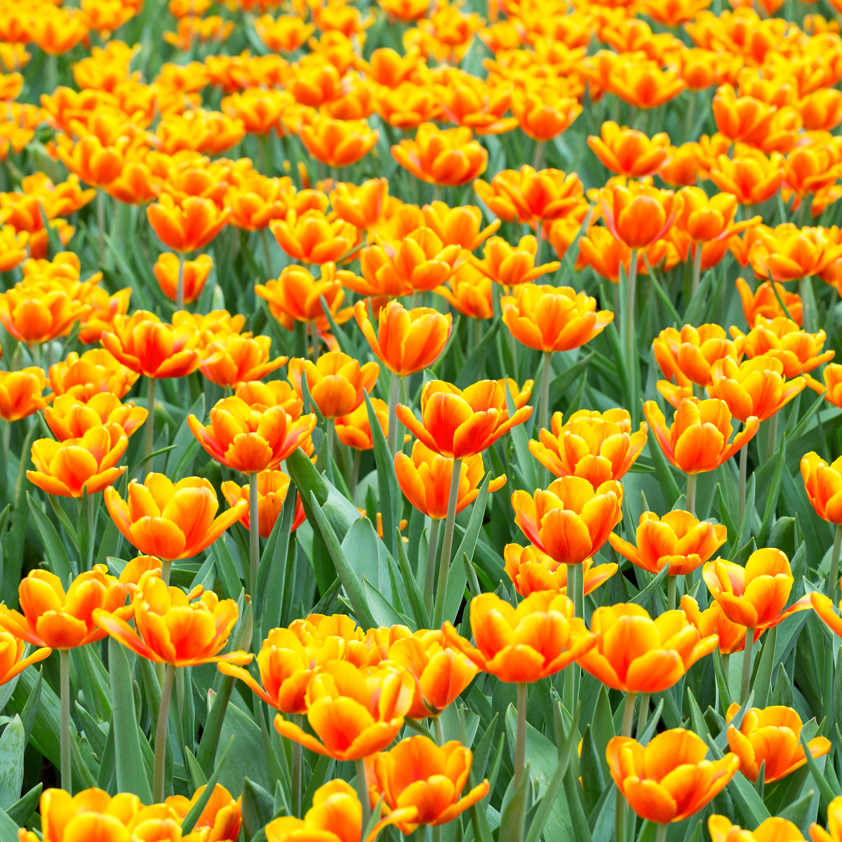 6朵橙色郁金香花语图片