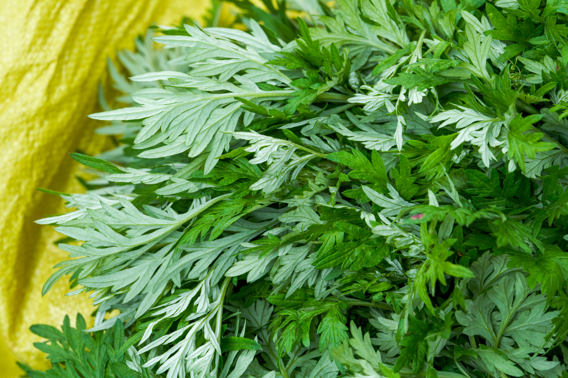 艾叶加上酒 疼痛不再有 比止疼药都管用 艾叶加上