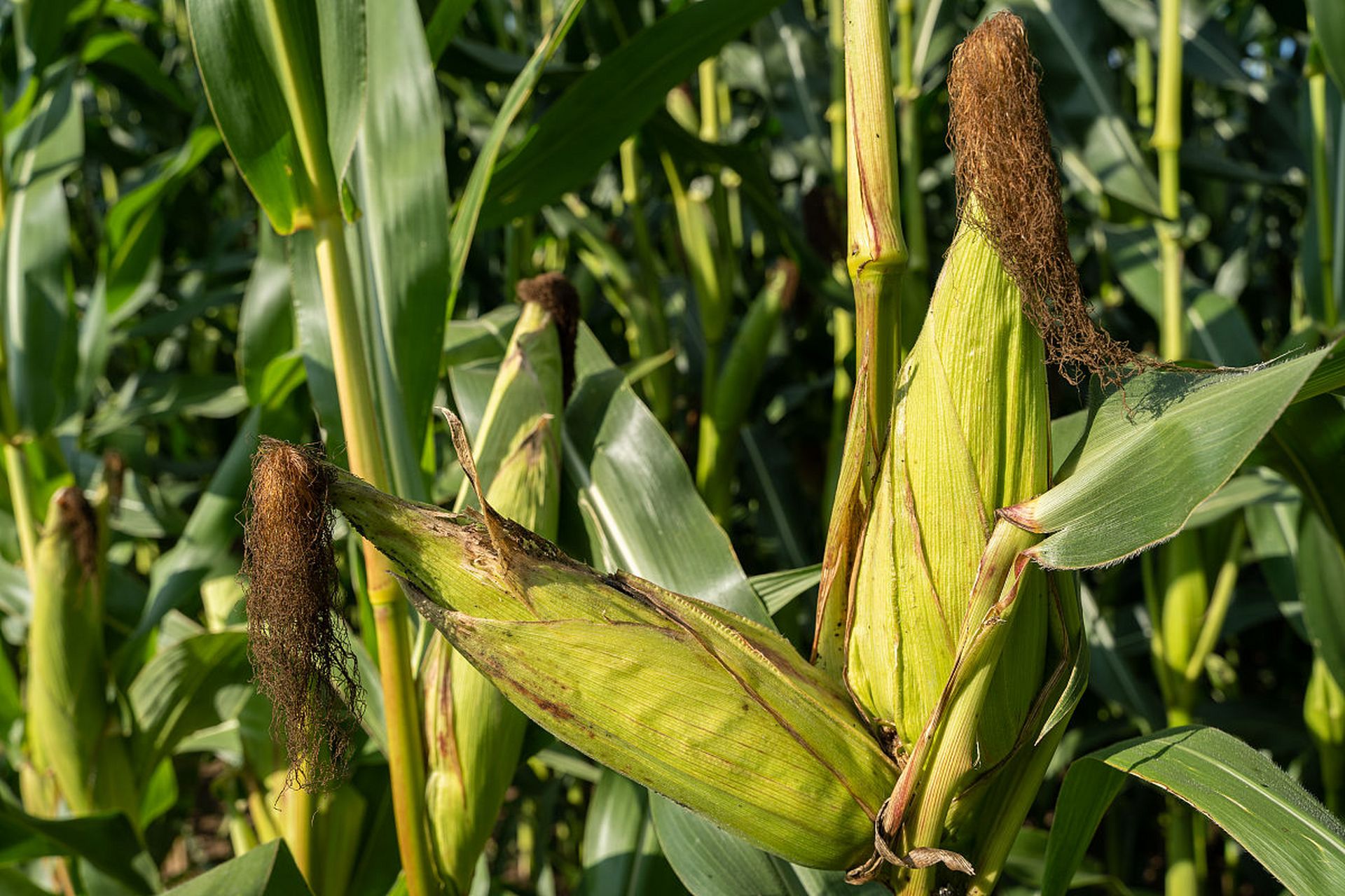 九月动态激励计划#   根据一些公开资料,乐盈635玉米品种的棒子大小