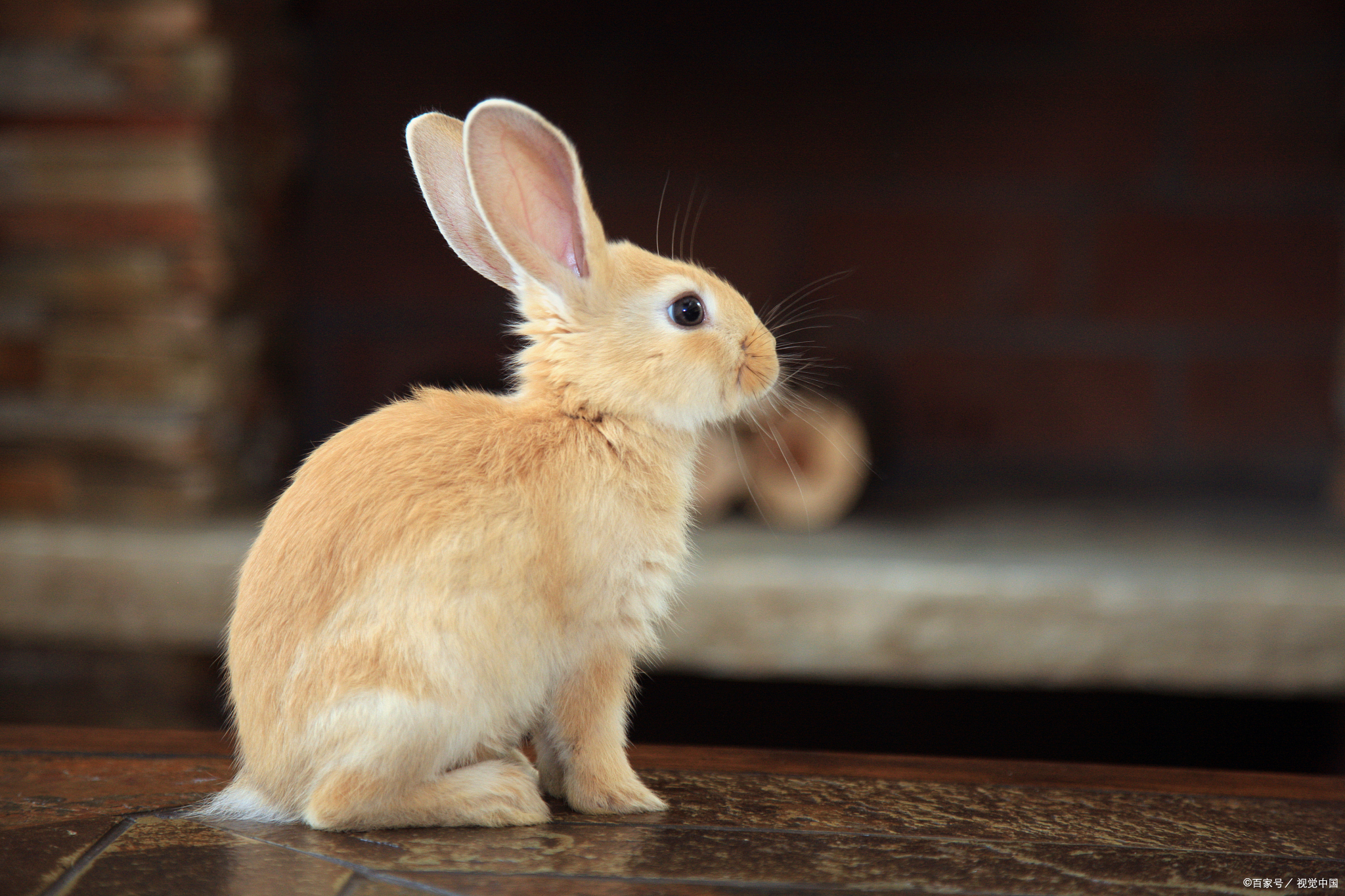 兔子口炎一直湿漉漉的