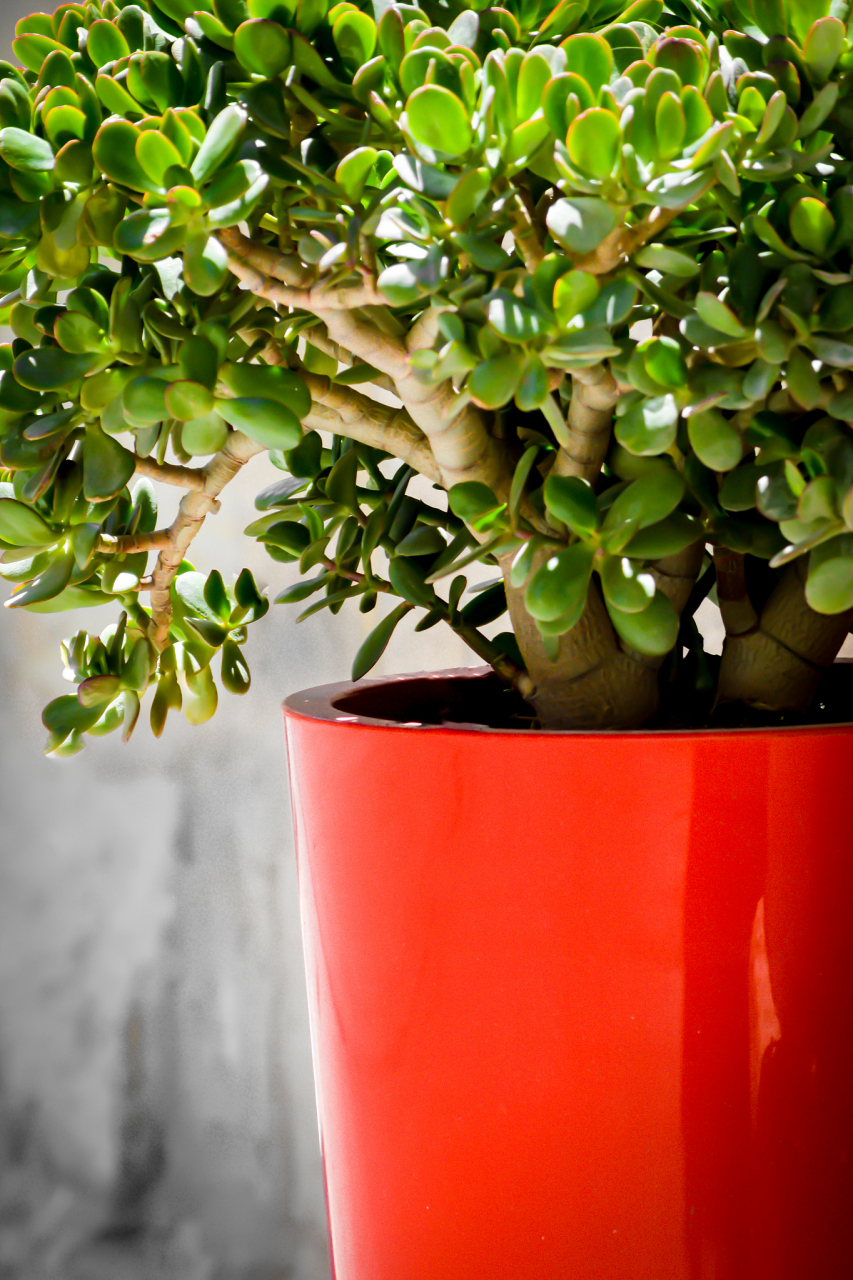 精心养护,玉树将茁壮成长,为生活增添绿意