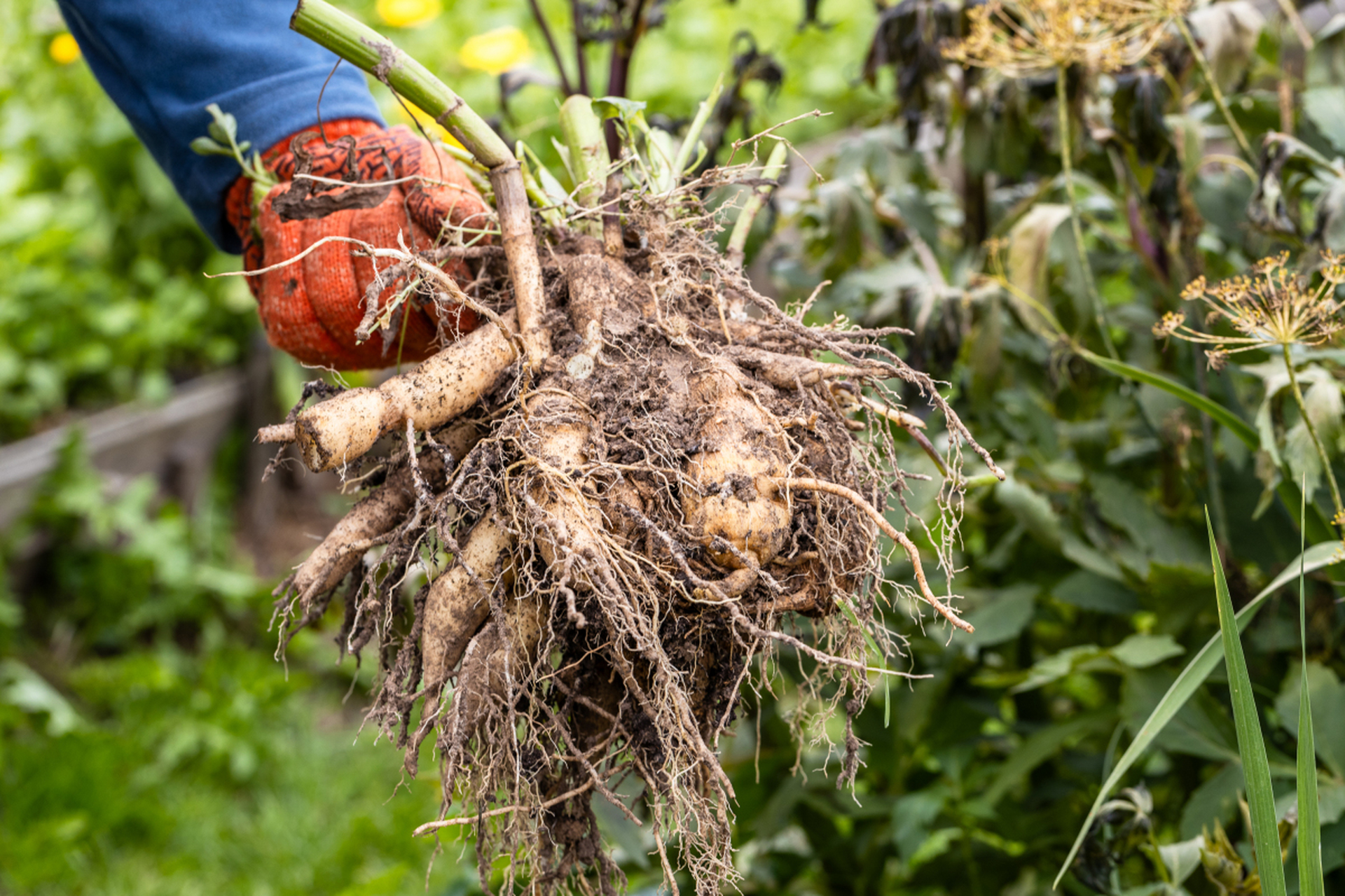 白附子,耐寒耐旱的中药材之王!种植简单只需阳光,水分和肥沃土壤.
