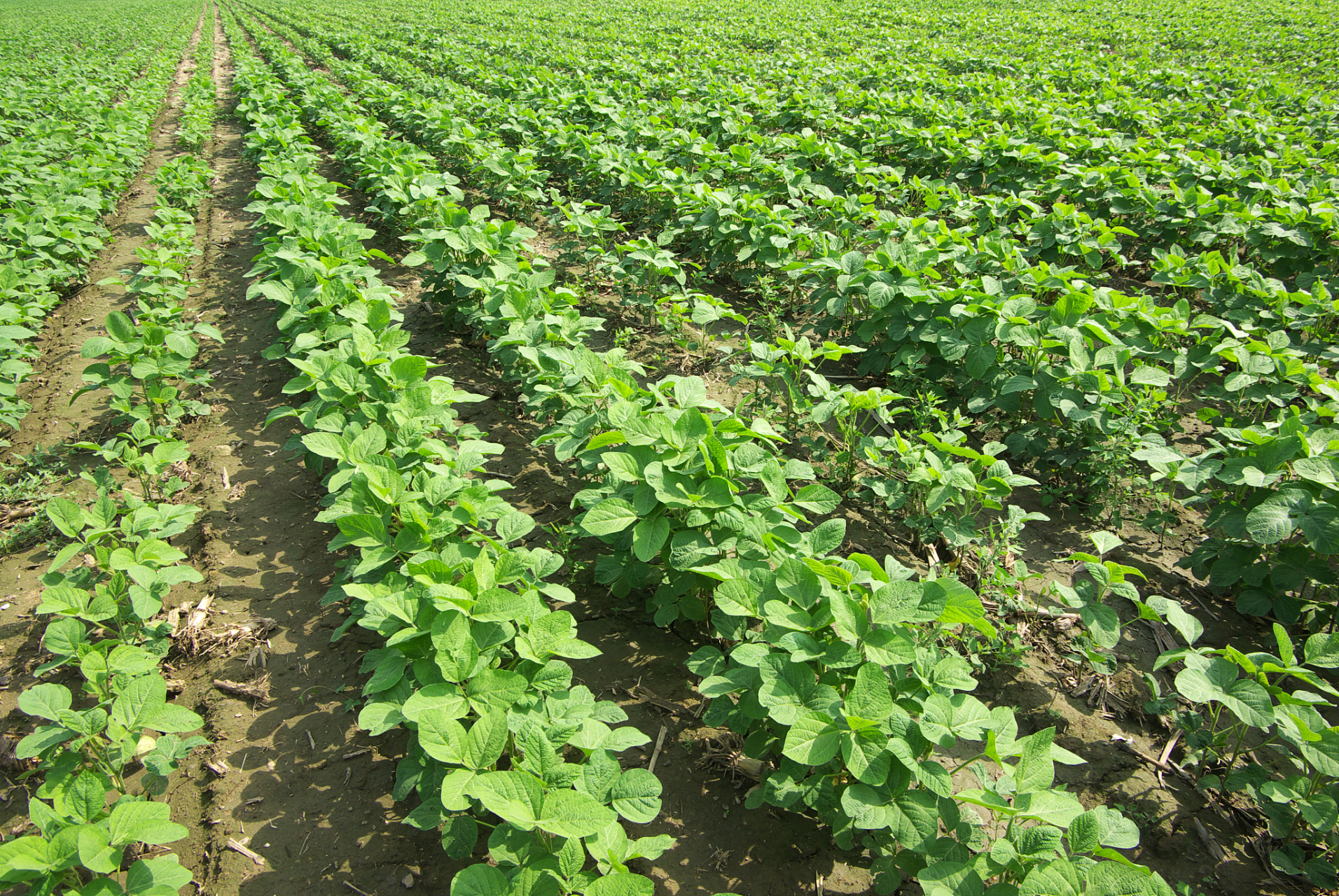 夏大豆适合夏季种植,选择富含有机质的土壤,要求排水良好,播种前进行