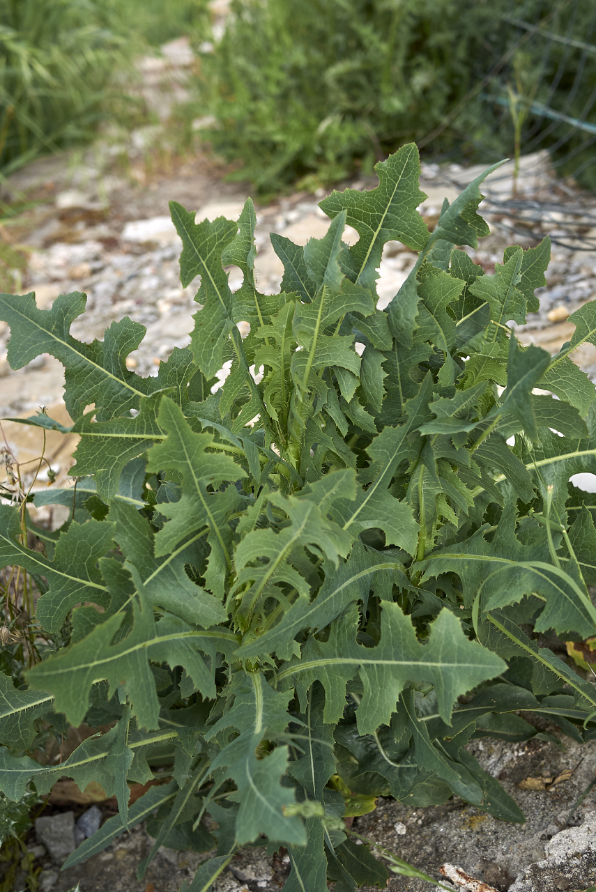 它们似乎认为野菜没有污染,还有特别的营养价值,一般用来凉拌或包饺子