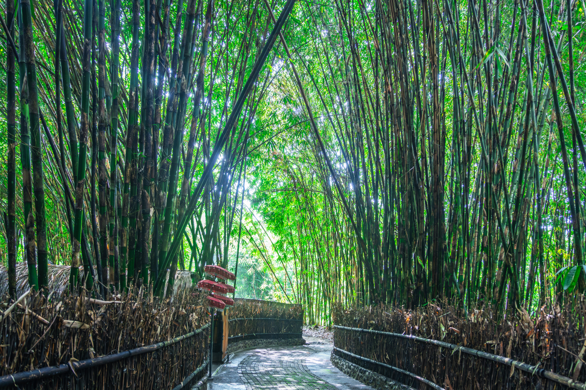 石塘竹海风景图片图片