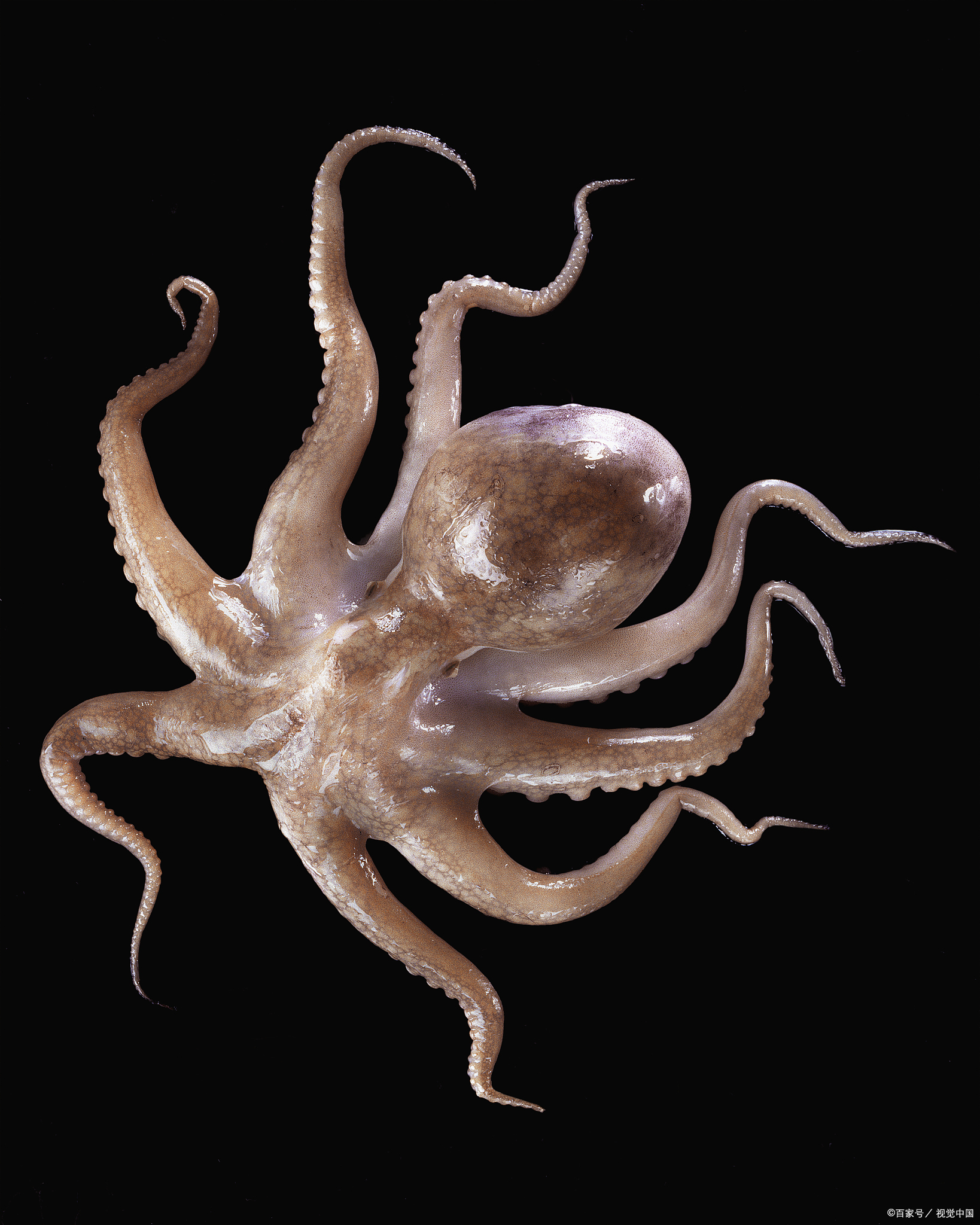 章鱼是一种没有内,外壳的头足类软体动物,章鱼的每一条触手似乎都有