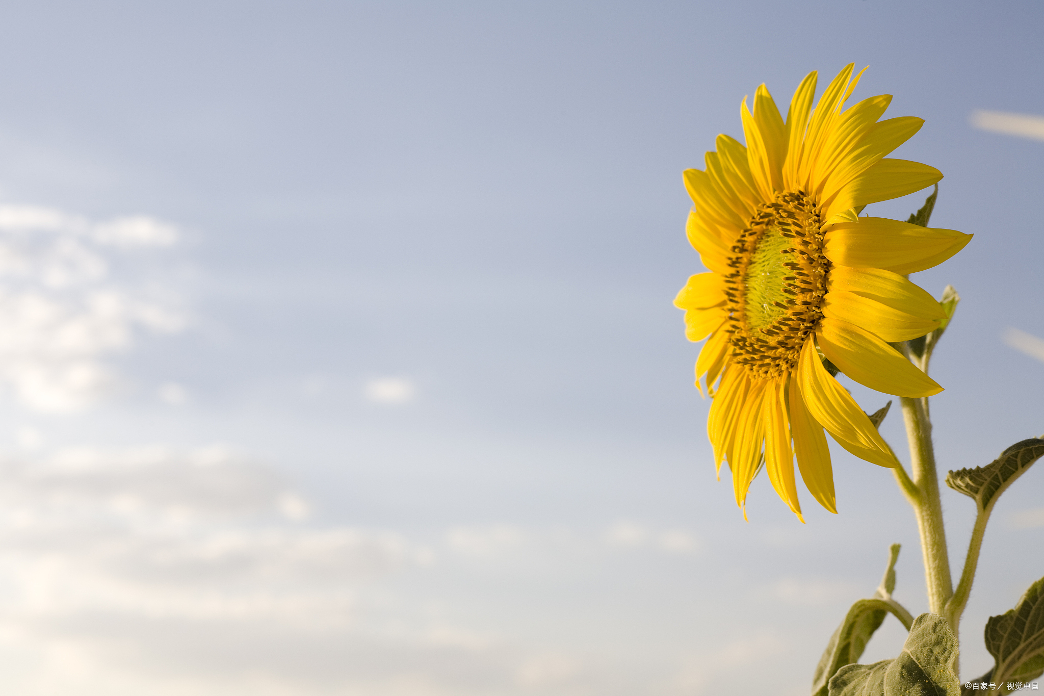 42句简短积极向上阳光励志短语:点燃梦想,追逐成功的光芒!