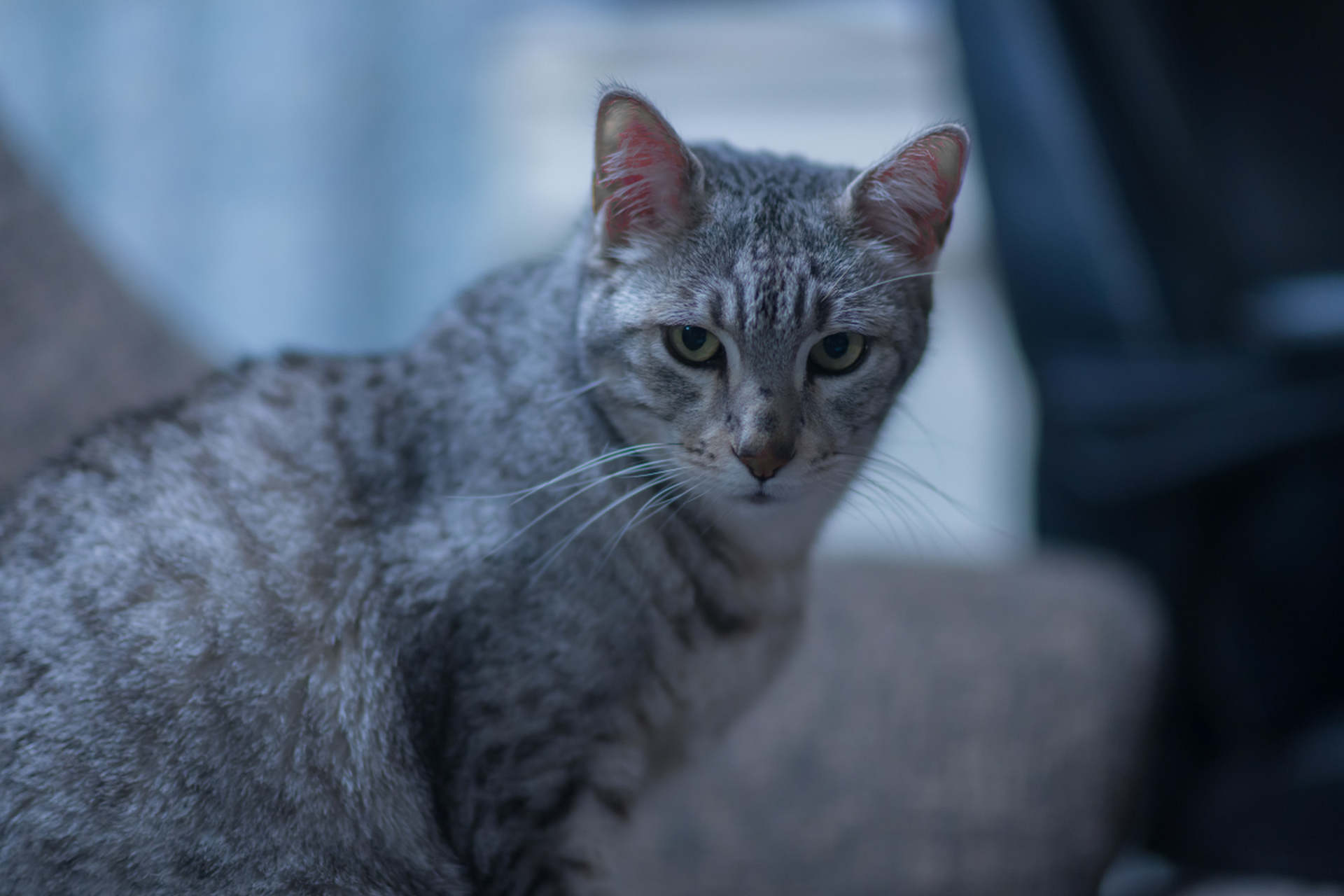 埃及猫,独具慧眼聪明绝顶!独立不羁又活力四溢.