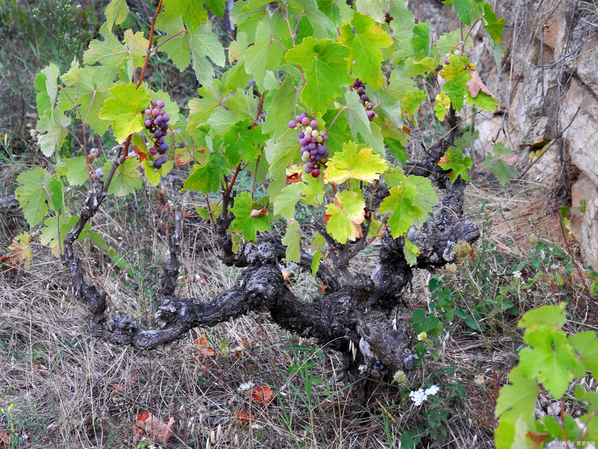 葡萄枝条插种的时间很重要,选对了时间,它们就更容易成活.