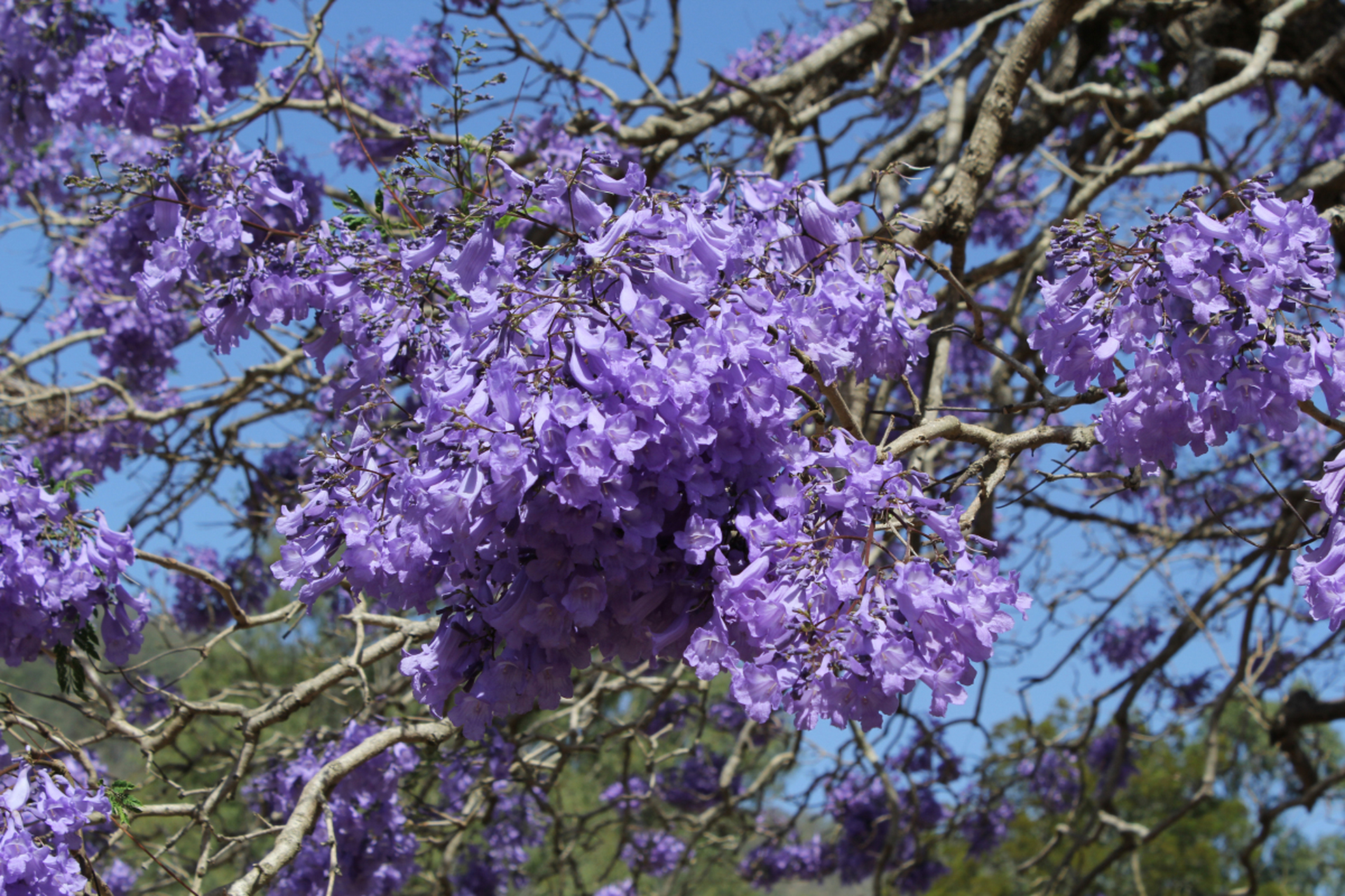 因此,蓝楹花的花语也代表着对美好事物的向往和期待. #ai助手创