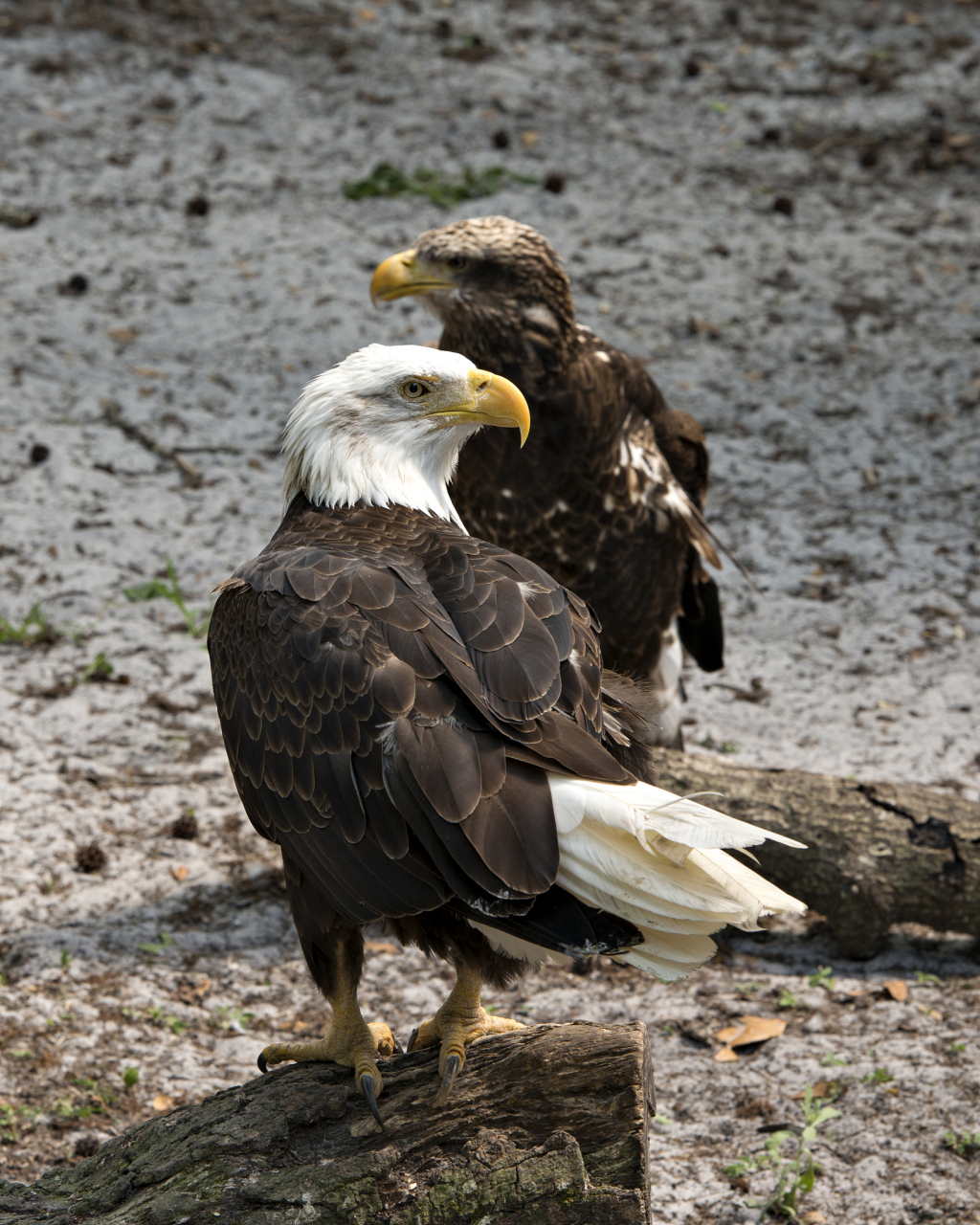 以下是一些常见鸟类的平均寿命:  小型鸟类: 麻雀