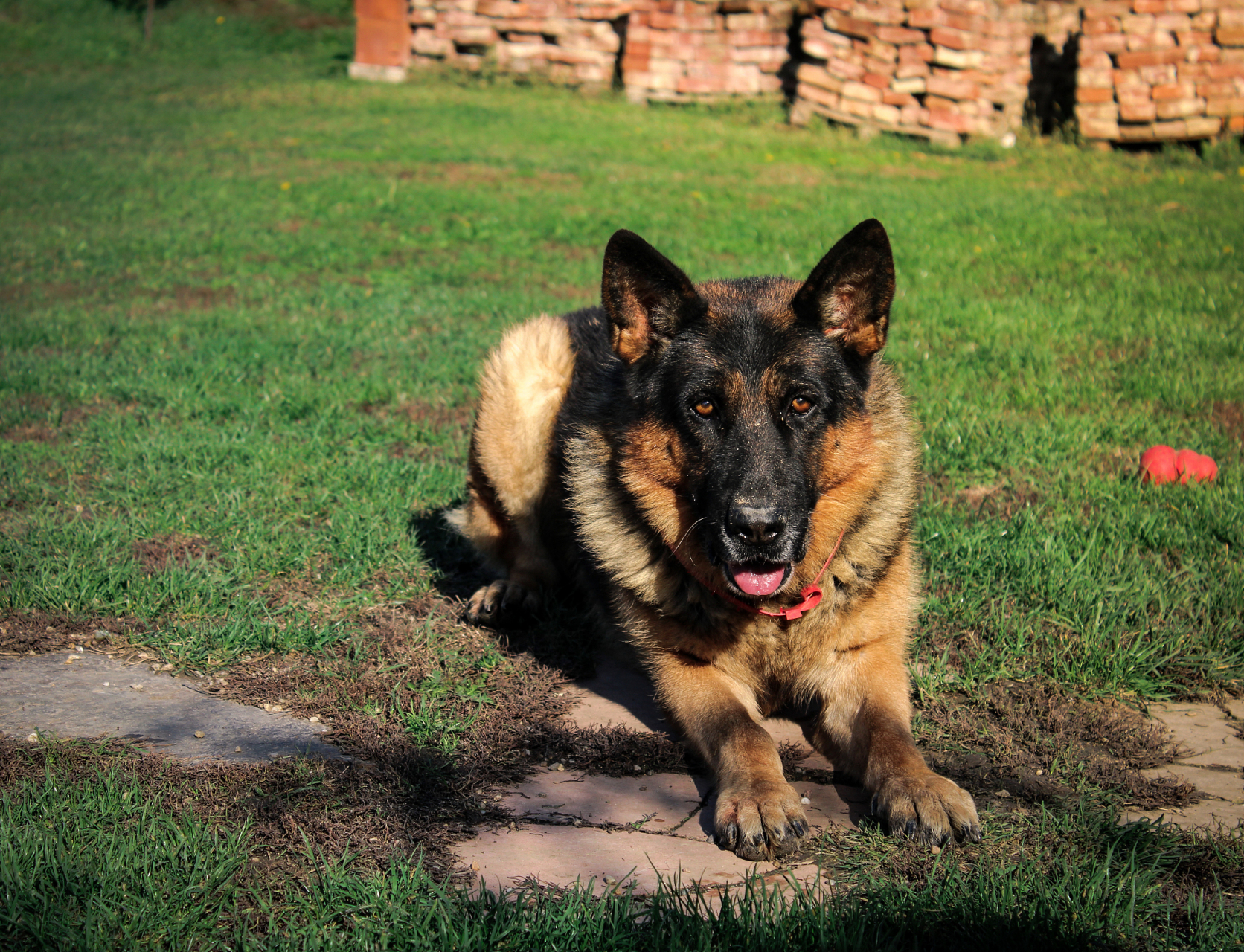 98德国牧羊犬:狗界的超级英雄,守护者,终极伙伴96  05德国牧羊