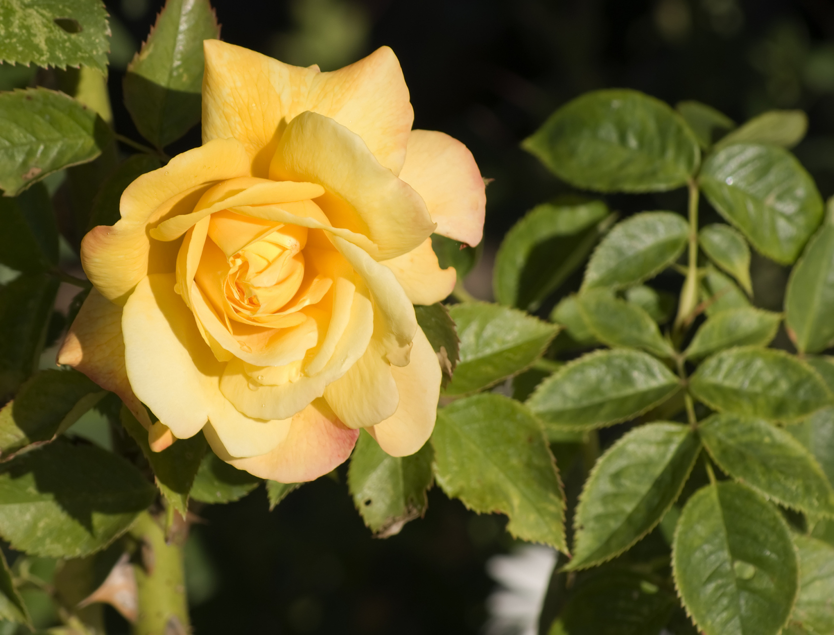 金丝雀月季是一种美丽优雅的月季,花色金黄,花瓣之间透着淡淡的白色