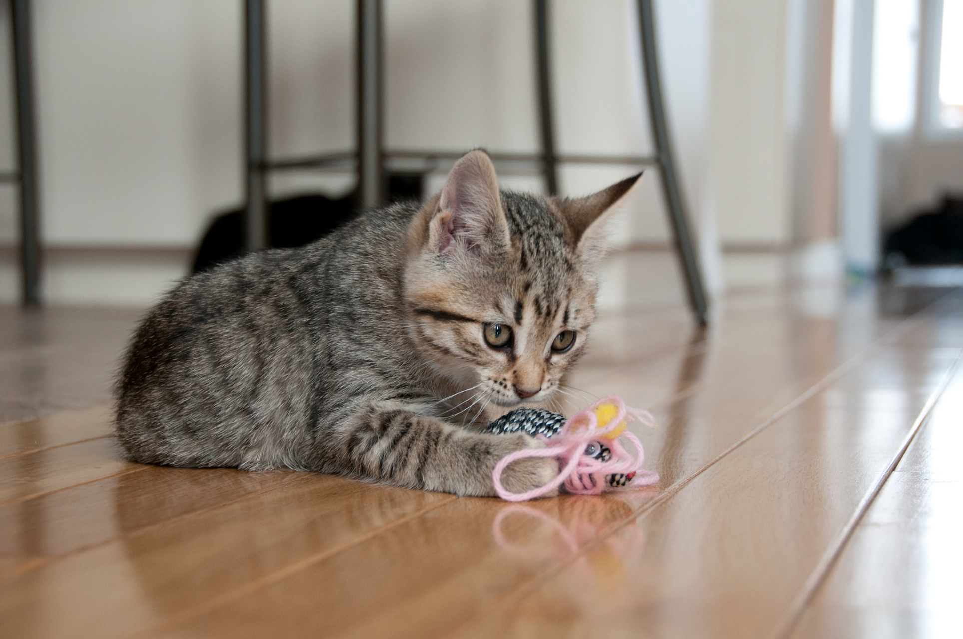 应对策略包括制定规则,建立猫抓板,合理安排猫咪活动,及时制止,适度