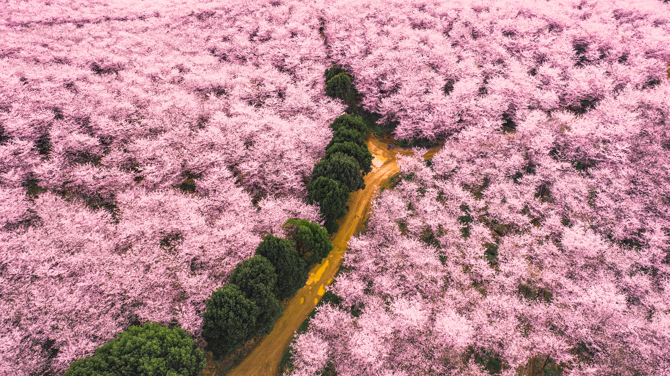 南湖公园樱花图片