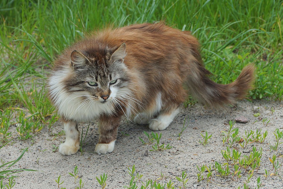 如何饲养四蹄踏雪猫?