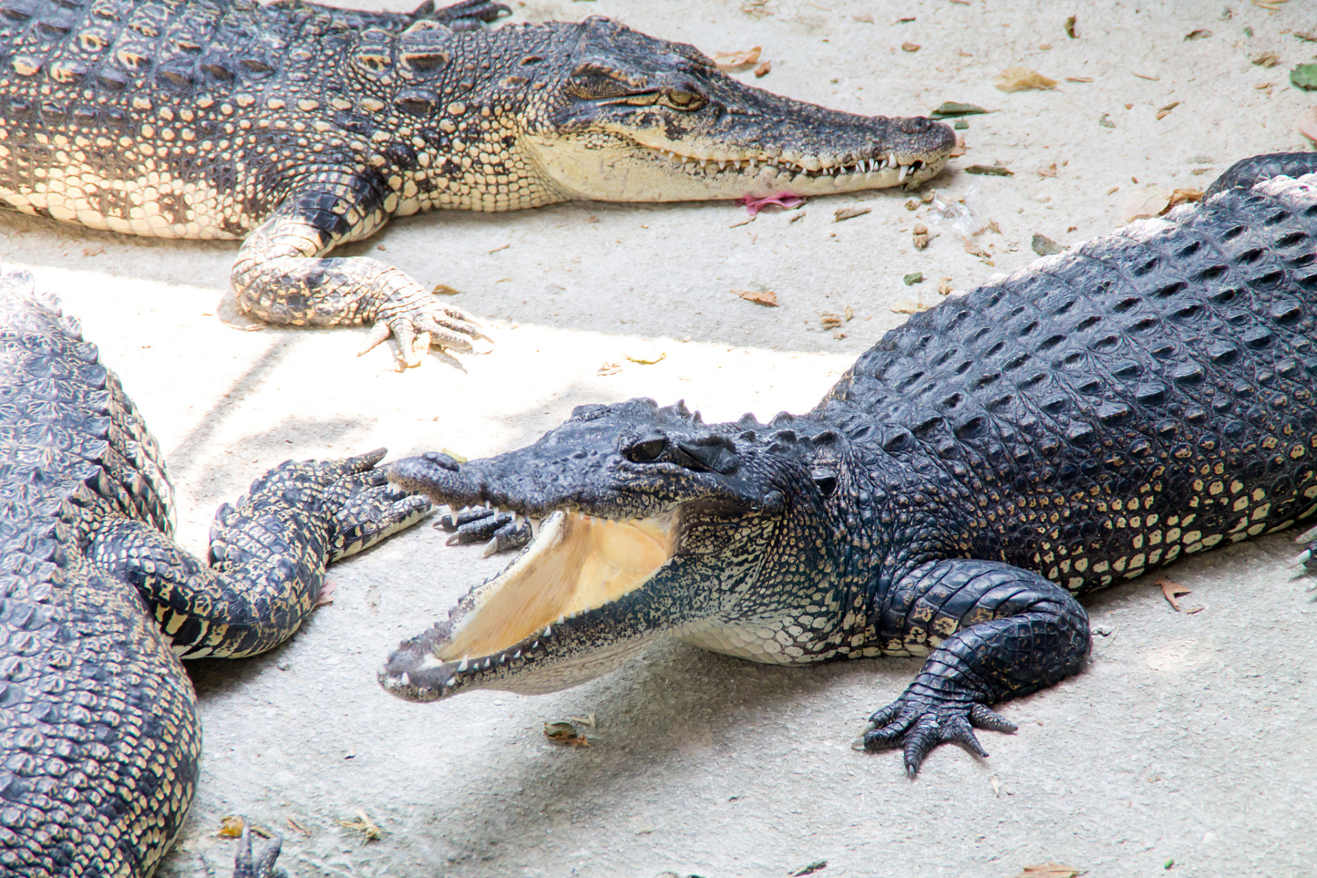 广东一地因暴雨导致人工养殖的暹罗鳄鱼逃出,相关部门紧急组织搜捕.