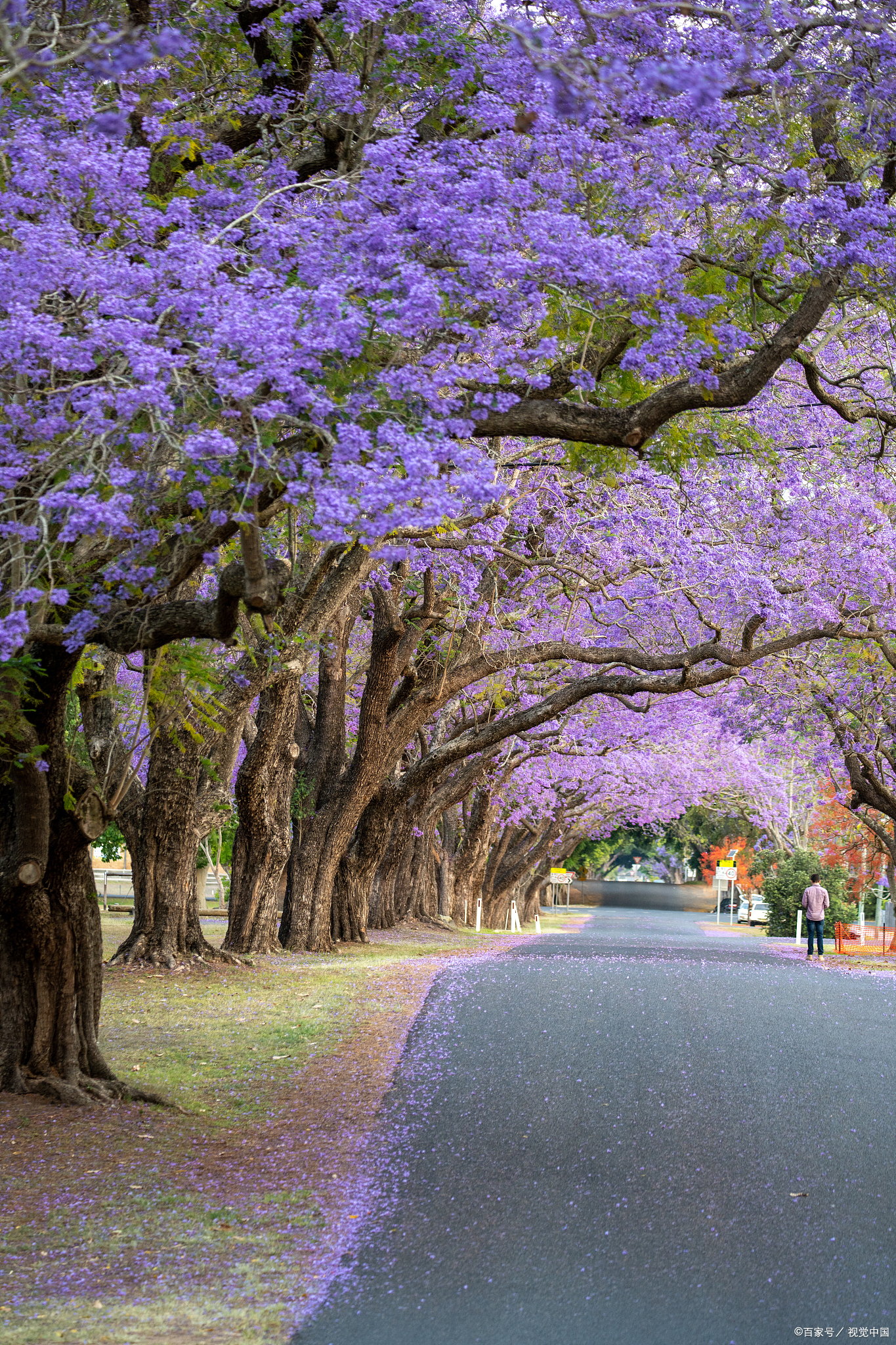蓝楹花的花语是什么