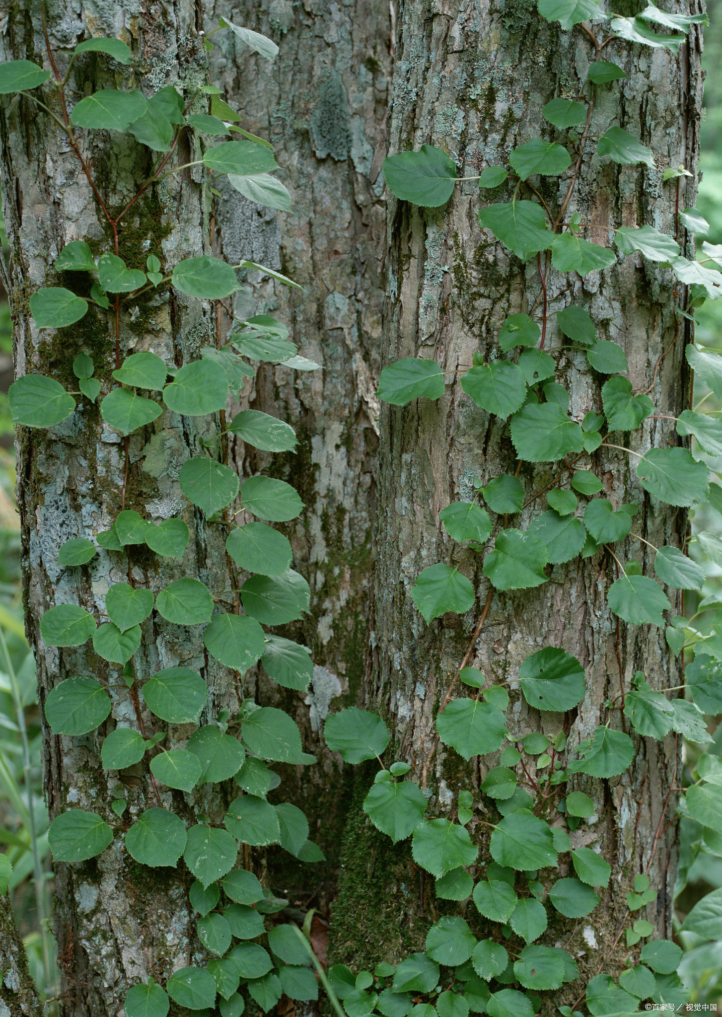 石氏认为,虎耳草性淡寒无毒