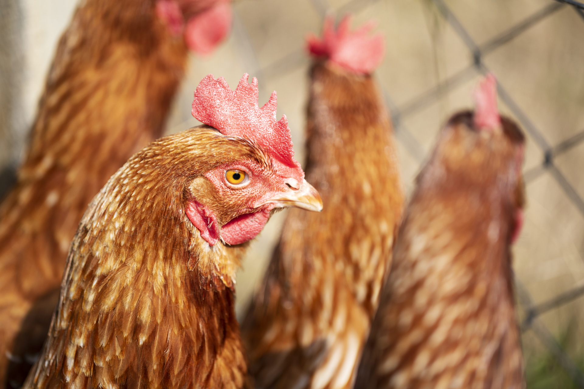 肉鸡中后期养殖管理技巧    1加强饲养管理 肉鸡在中后期的发育快,长