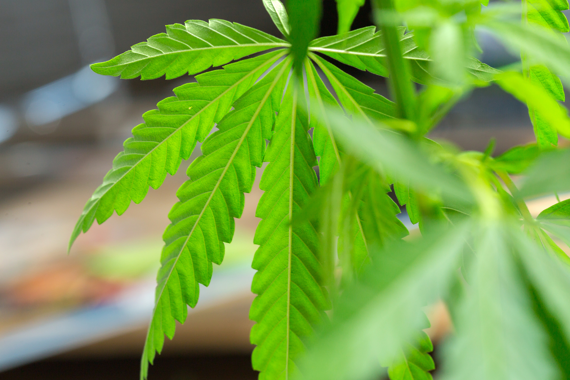 含羞草的生长过程  含羞草(学名:mimosa pudica)是一种常见的观赏植物