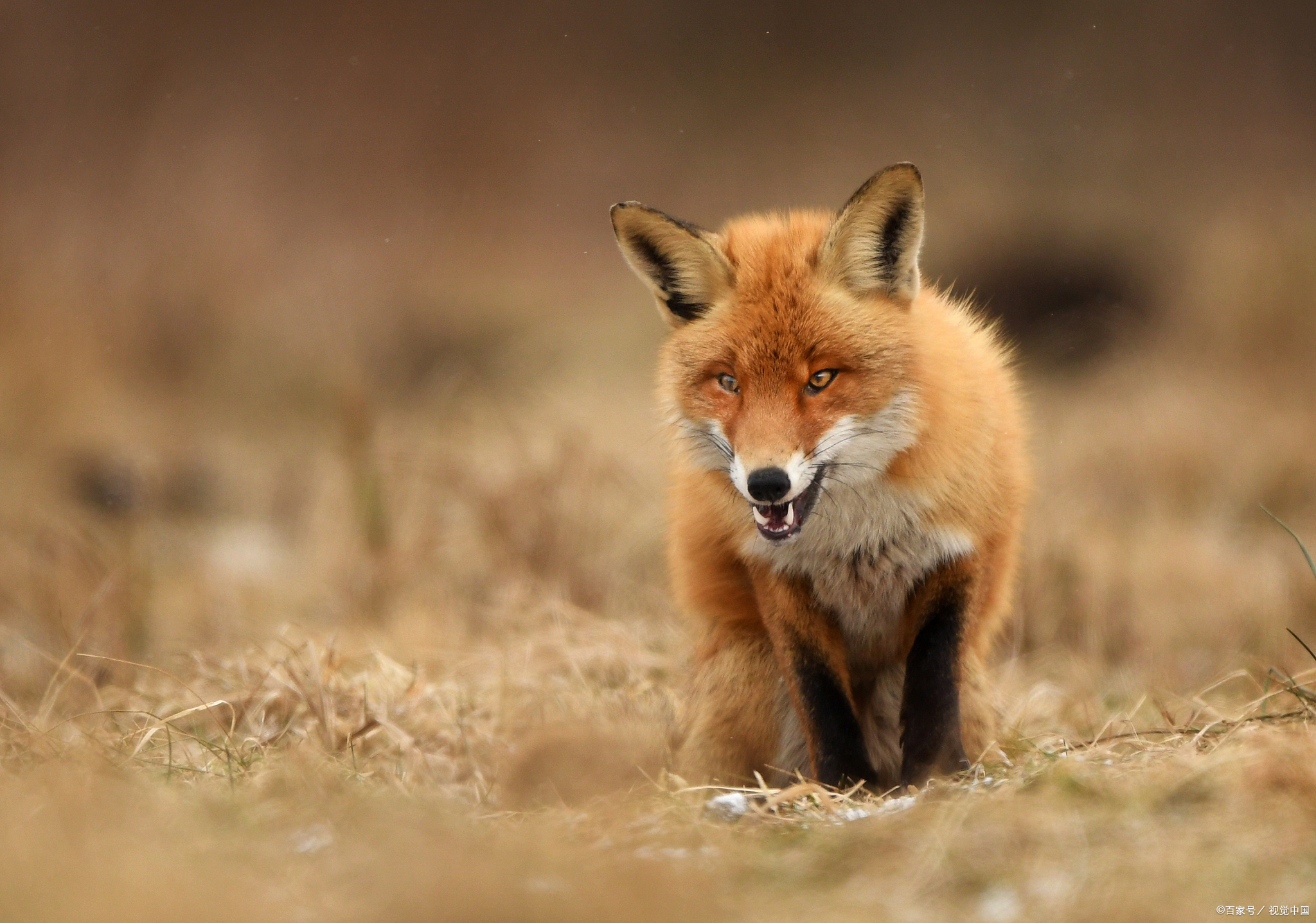 饲养小百科:狐狸那么聪明,人类为什么没能把它驯化?