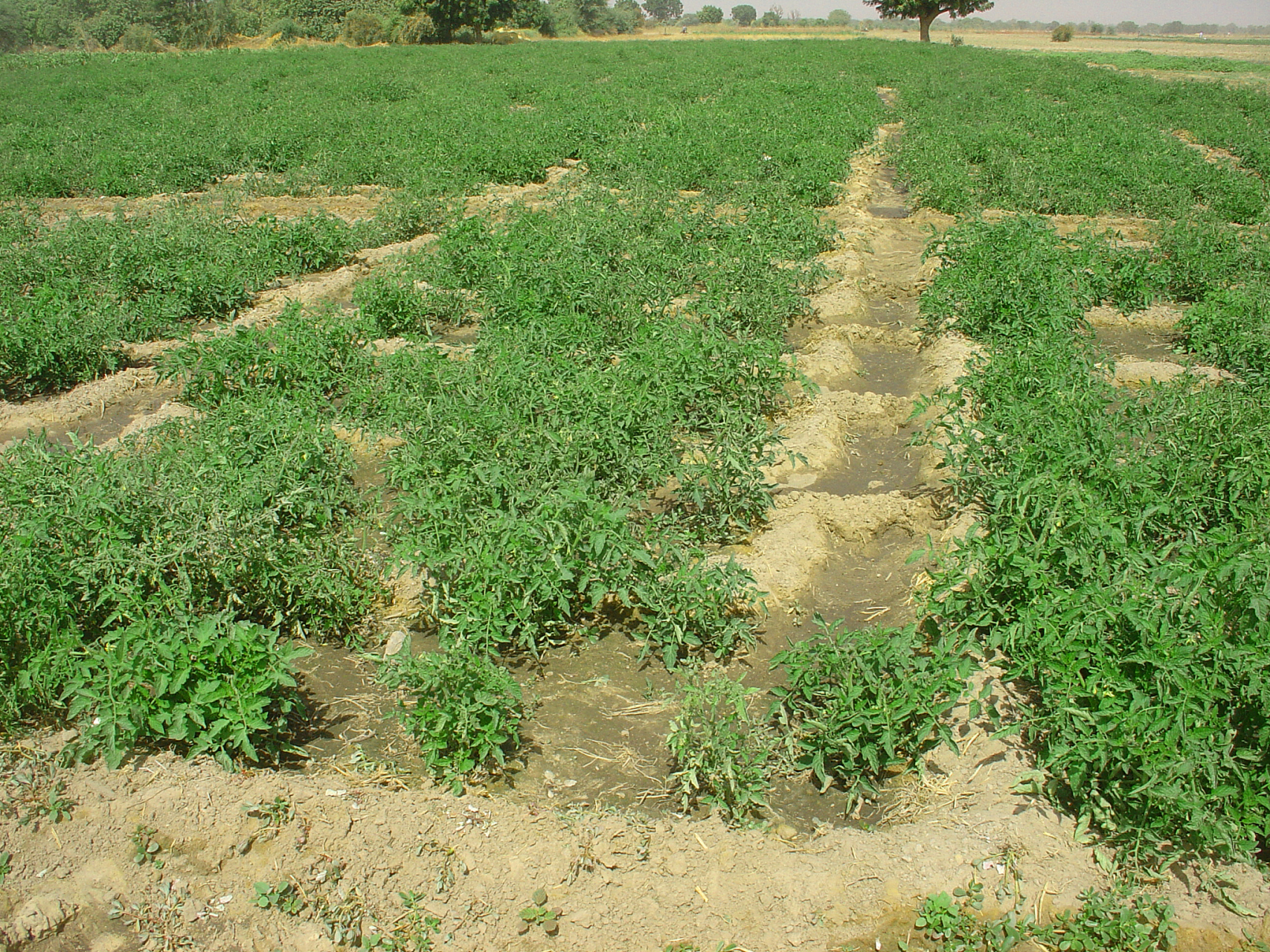 苦地丁种植技术及亩收益?