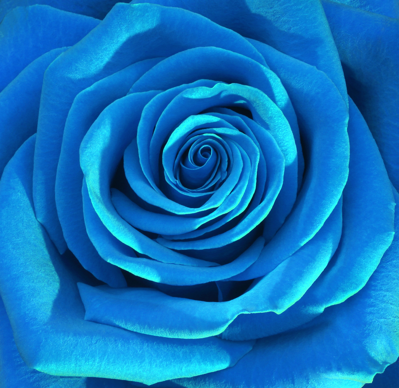 蓝色妖姬花以其鲜艳的蓝色花朵而闻名,花语包括爱情,祝福和神秘.