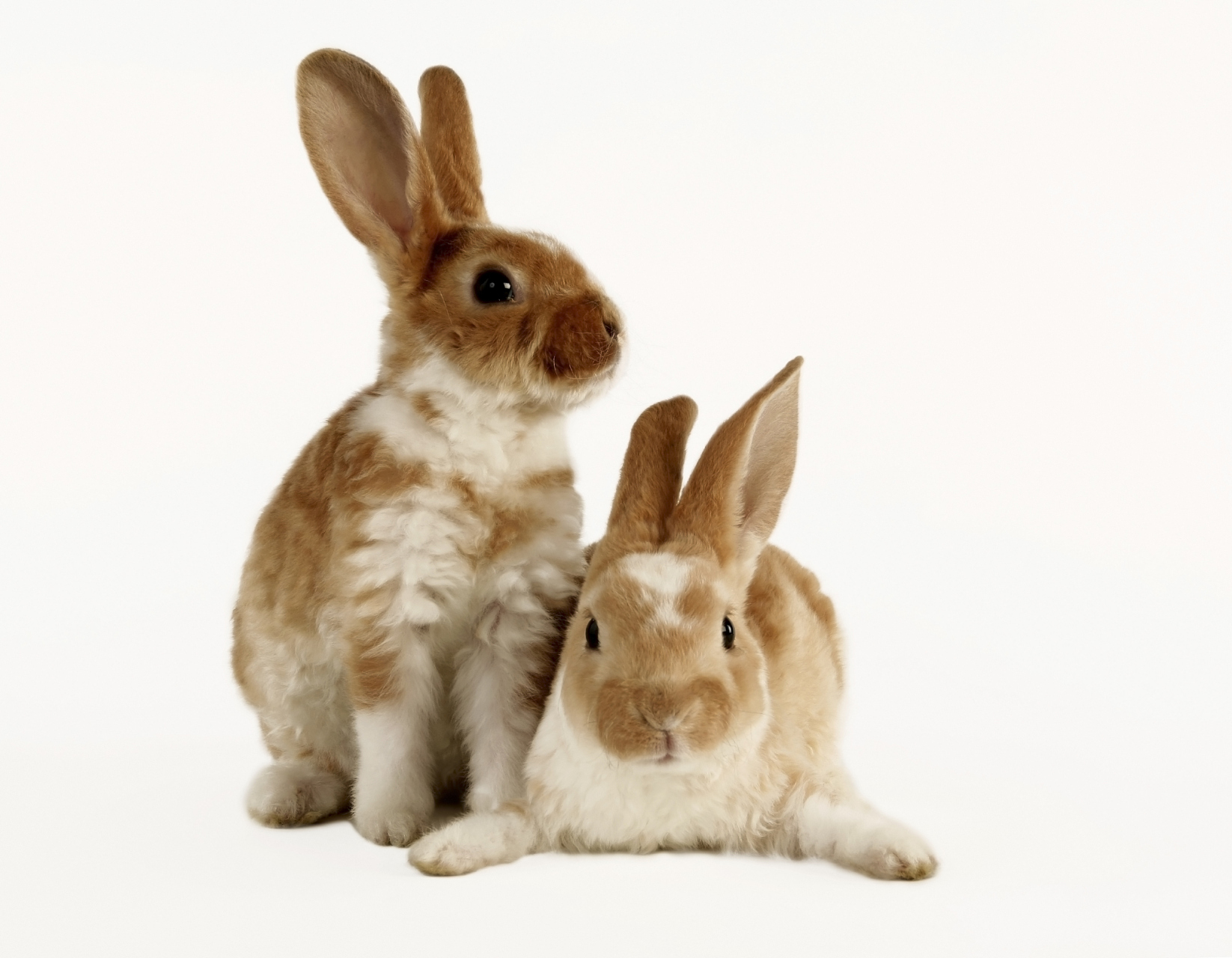 兔兔是软萌可爱的宠物,陪伴主人的时间可达5到12年.