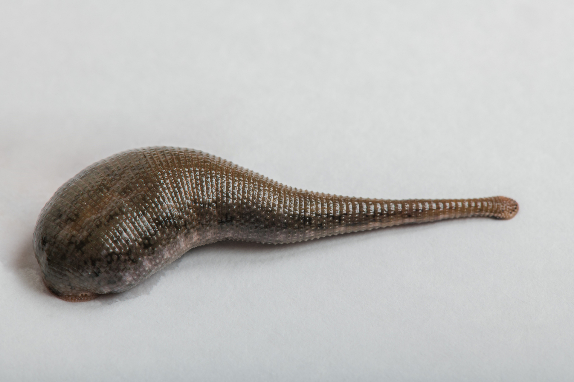 金边蚂蟥养殖与药用开发基地建设项目位于广西来宾市忻城县,总投资额