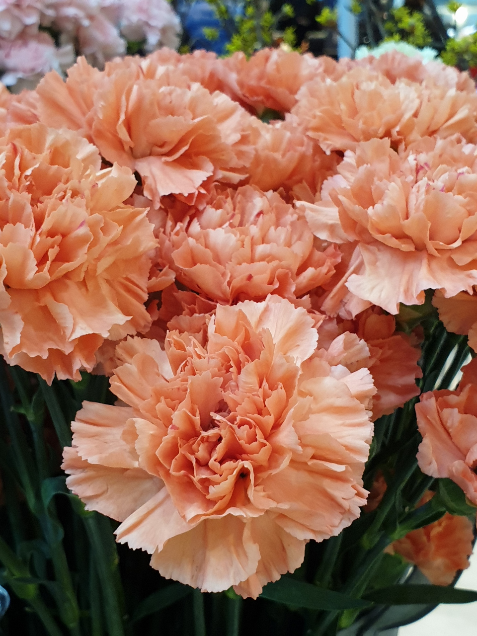 特殊品种的康乃馨,如重瓣康乃馨,大花康乃馨,变色康乃馨等,这些品种