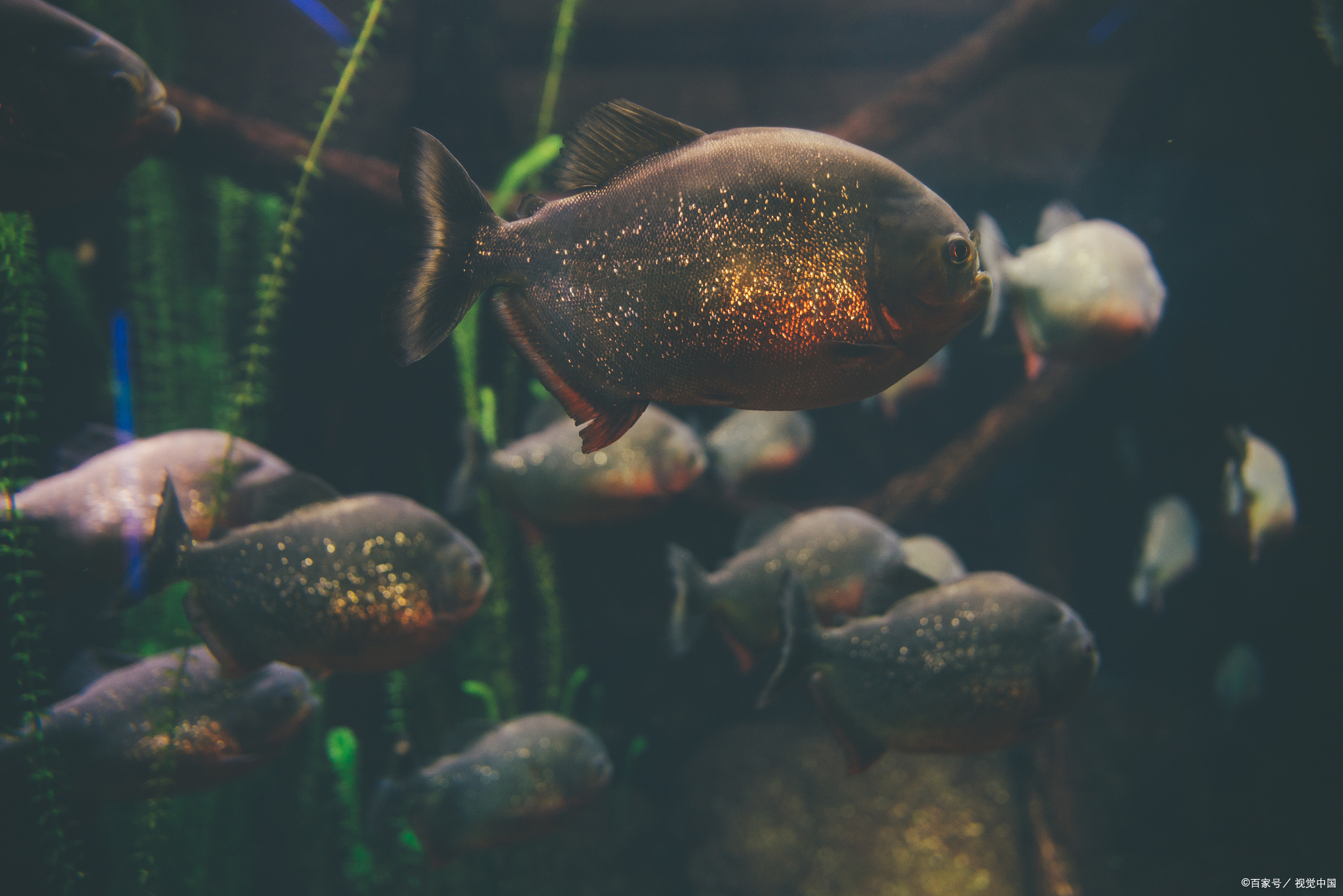 水虎鱼:狂野之美,彰显水族箱的霸气