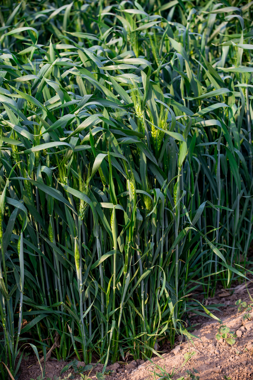 冬小麦如何施拔节肥  拔节期追肥也称为拔节肥,一般在冬小麦分蘖高峰