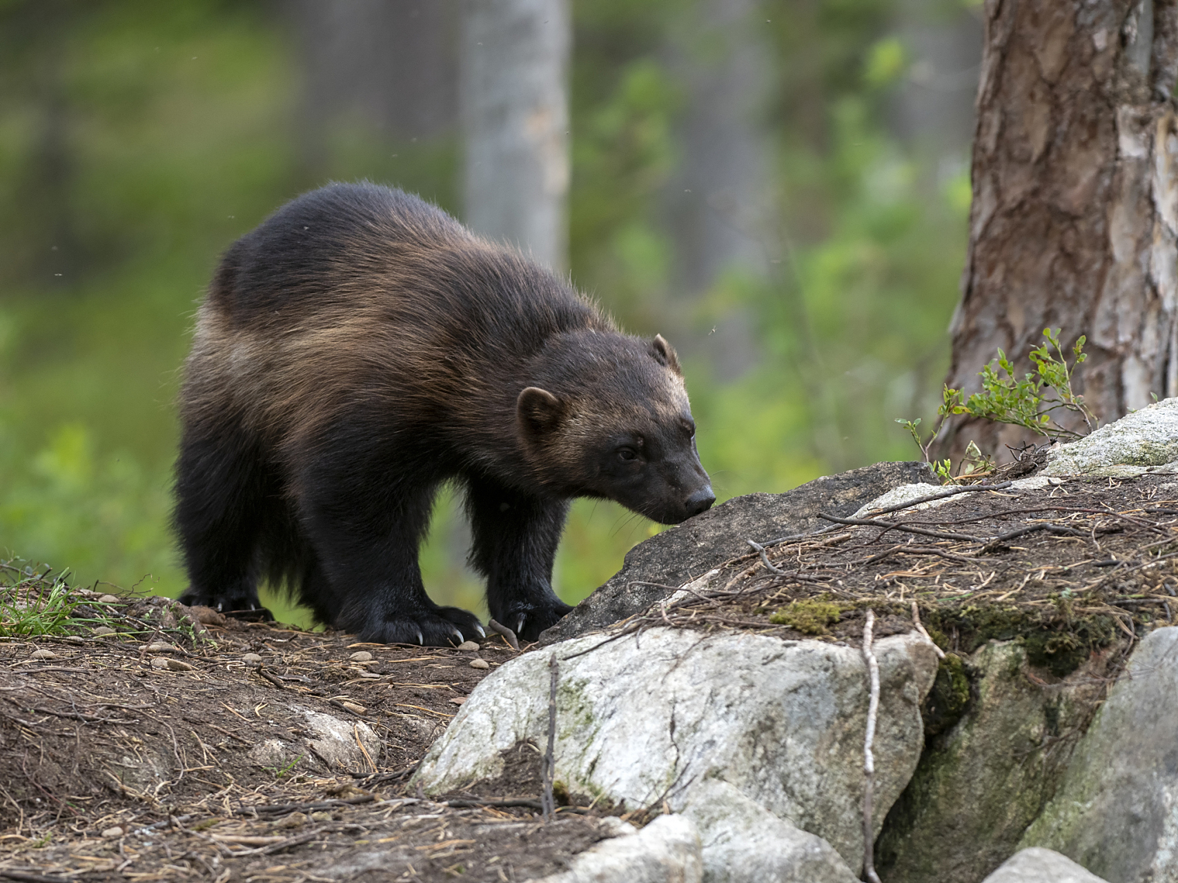 【自然界的金刚狼,国家一级保护动物】狼獾(gulo gulo),又称貂熊,性格